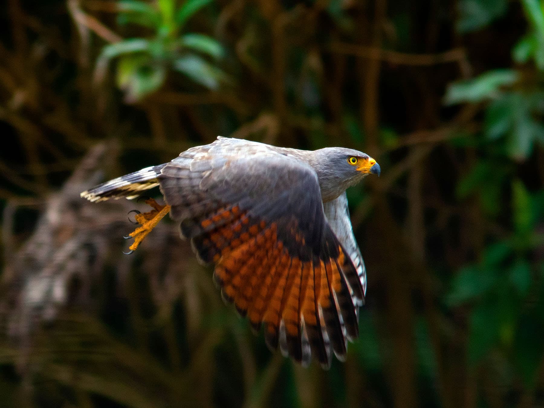Roadside Hawk in-flight in natural habitat