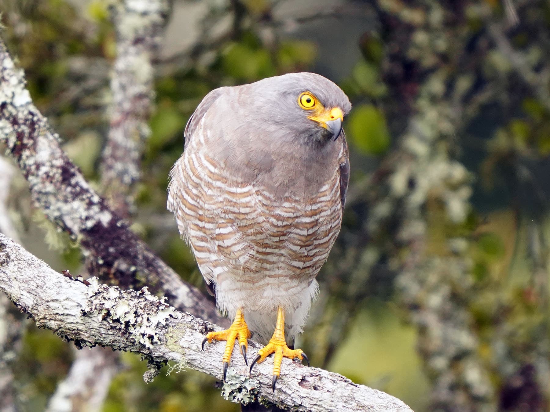 Roadside Hawk looking for prey