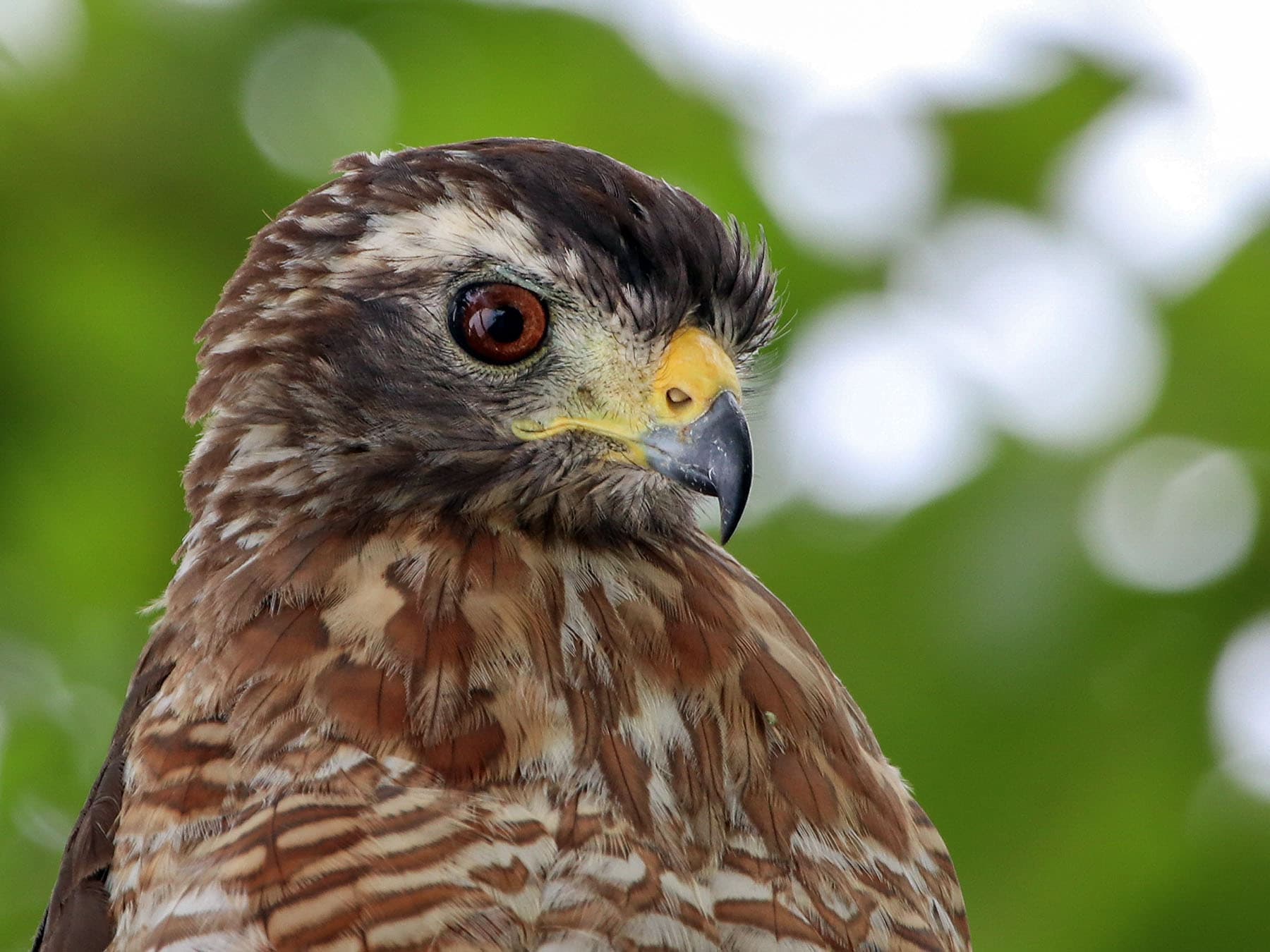 Portrait of Roadside Hawk