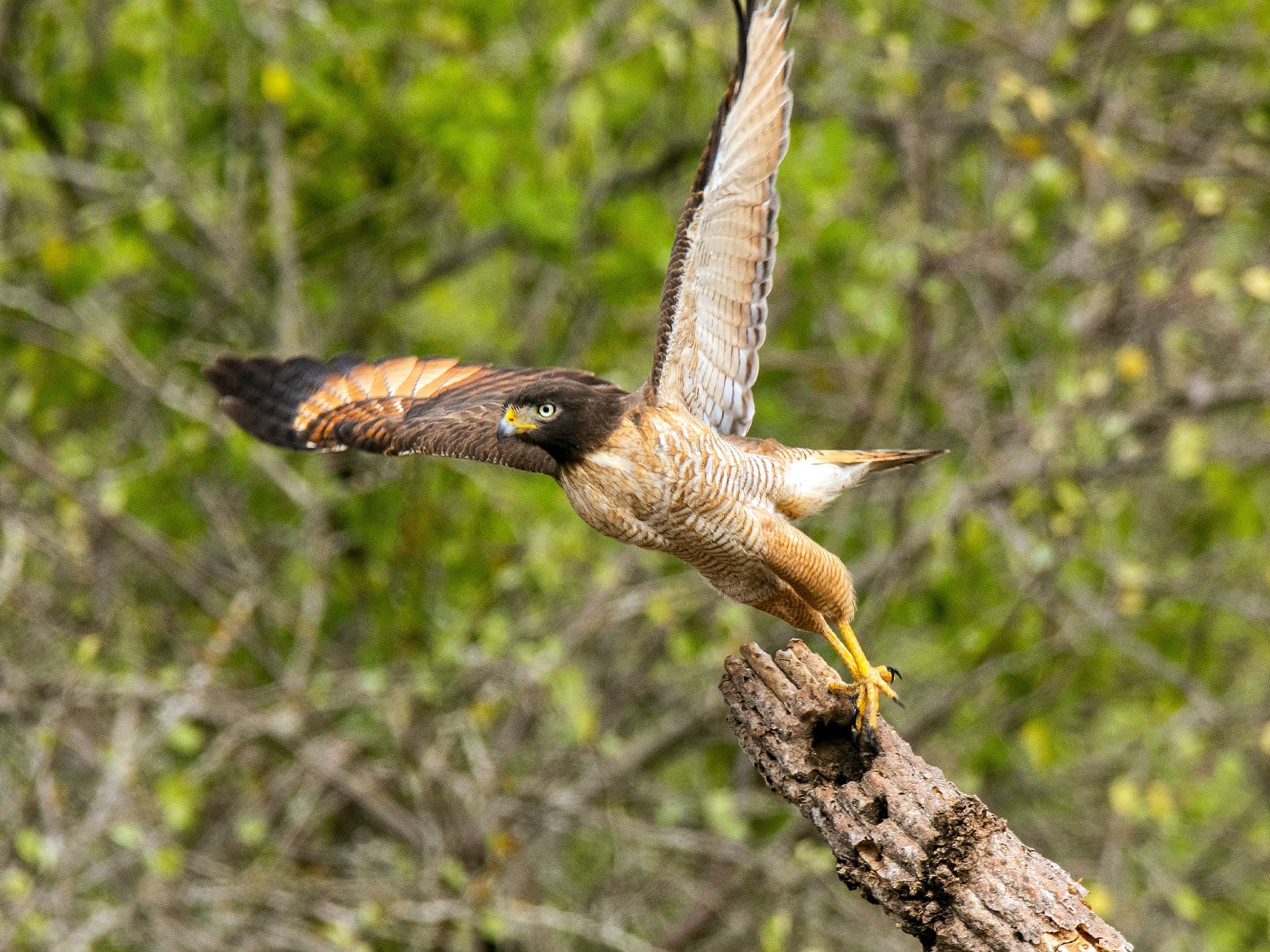 Roadside Hawk taking off from branch