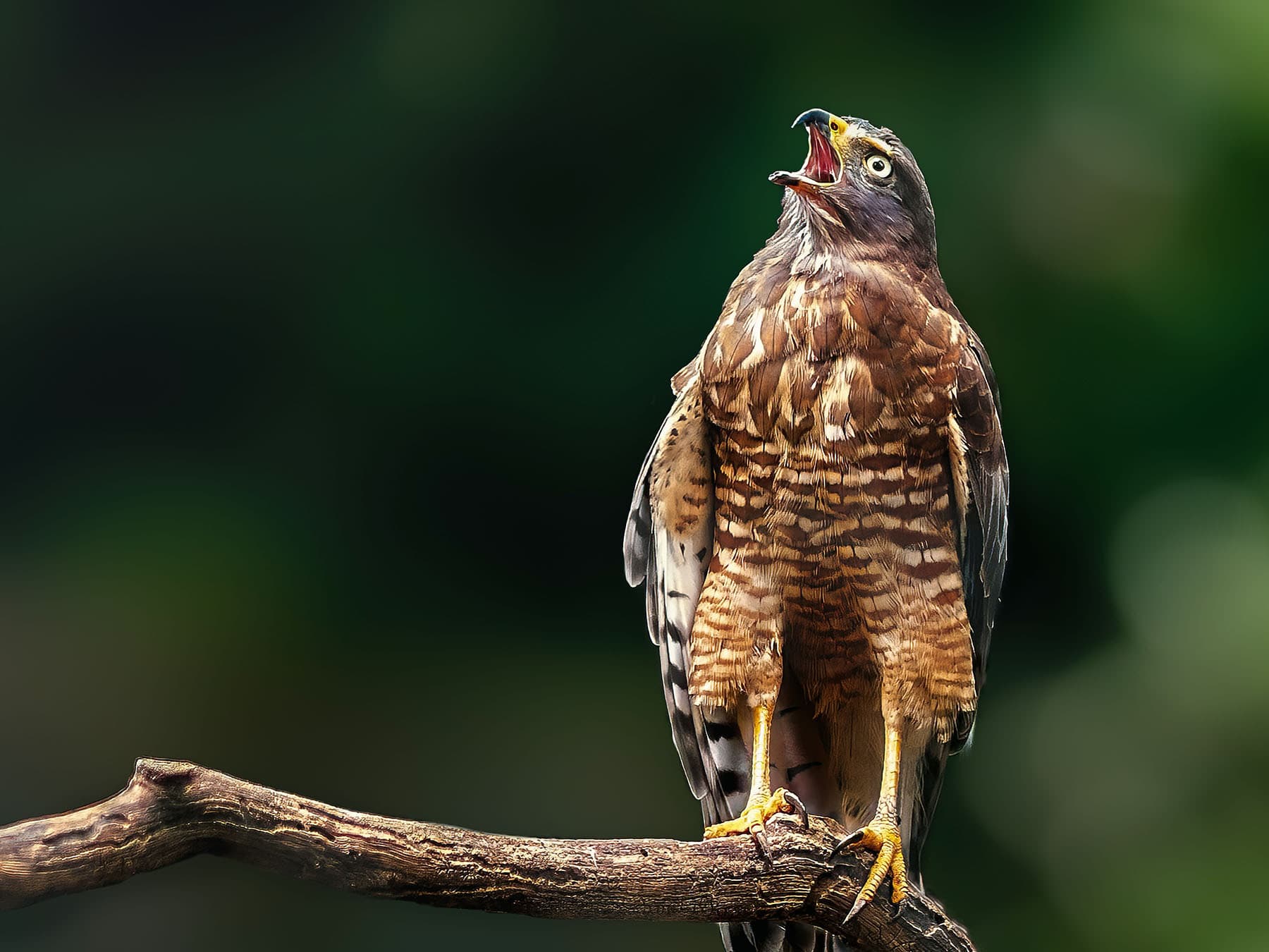 Roadside Hawk whistling