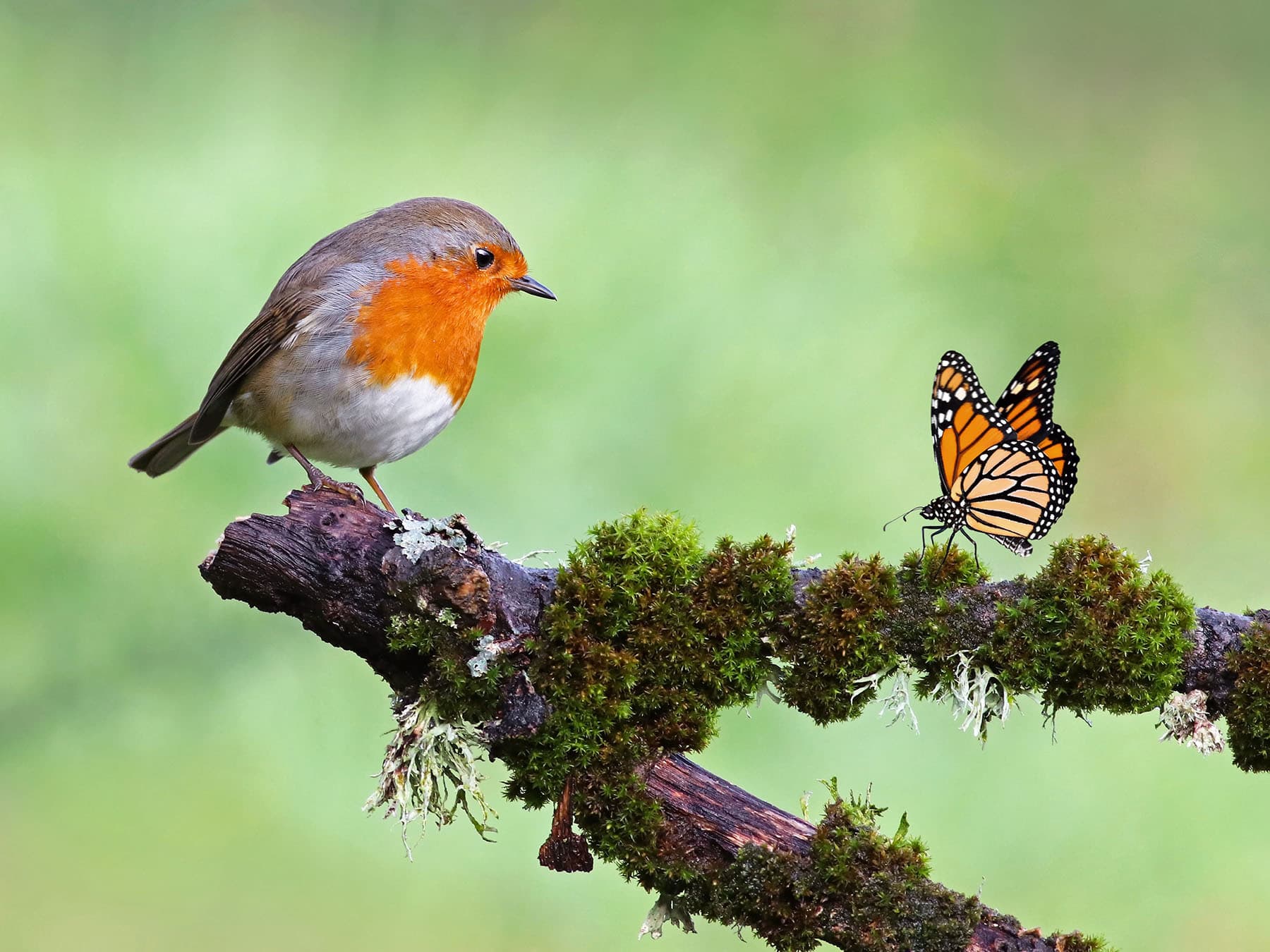 Robin standing on a branch next to a monarch butterfly (Danaus plexippus)