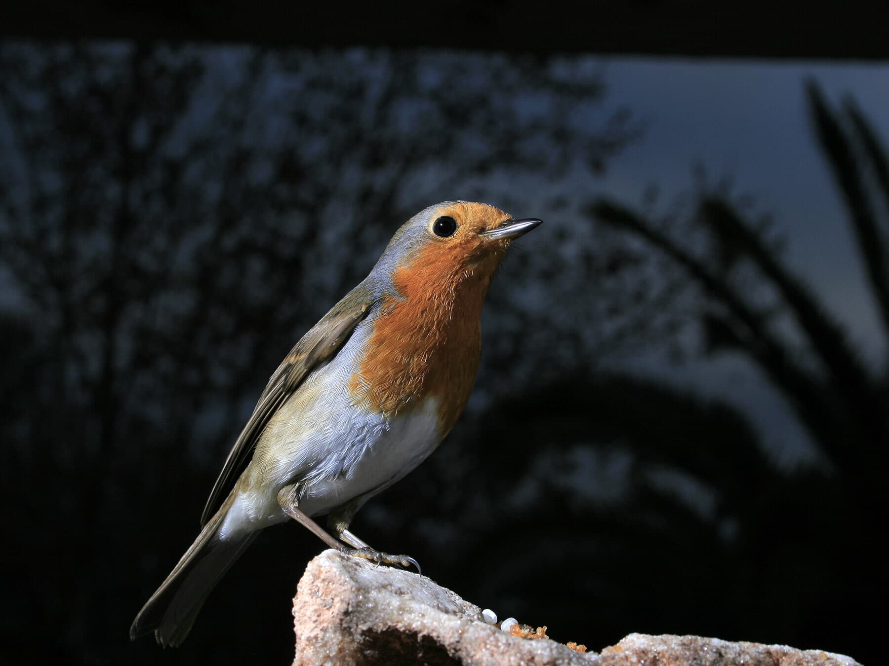 A robin perched on a stone against a dark background