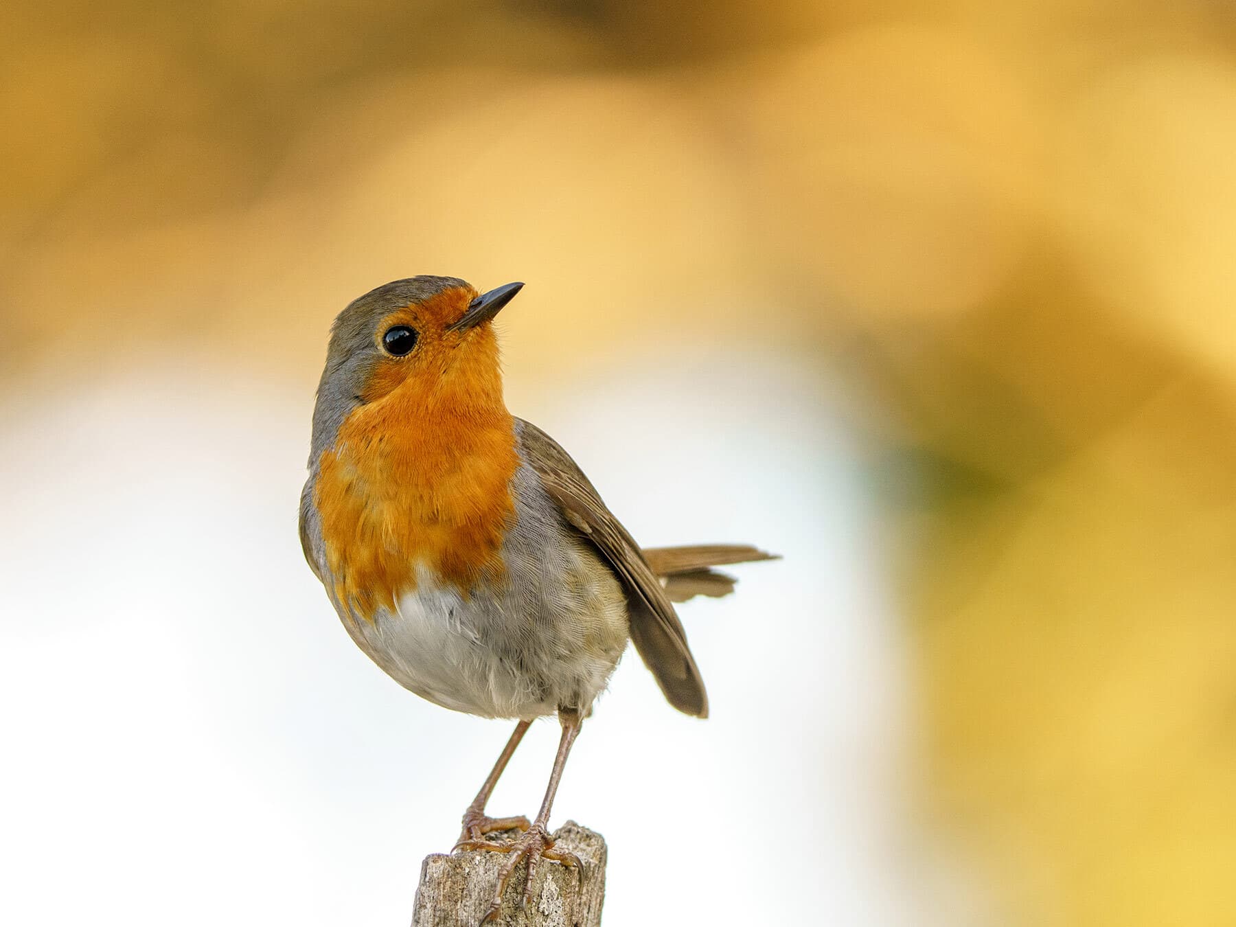 Robin close up