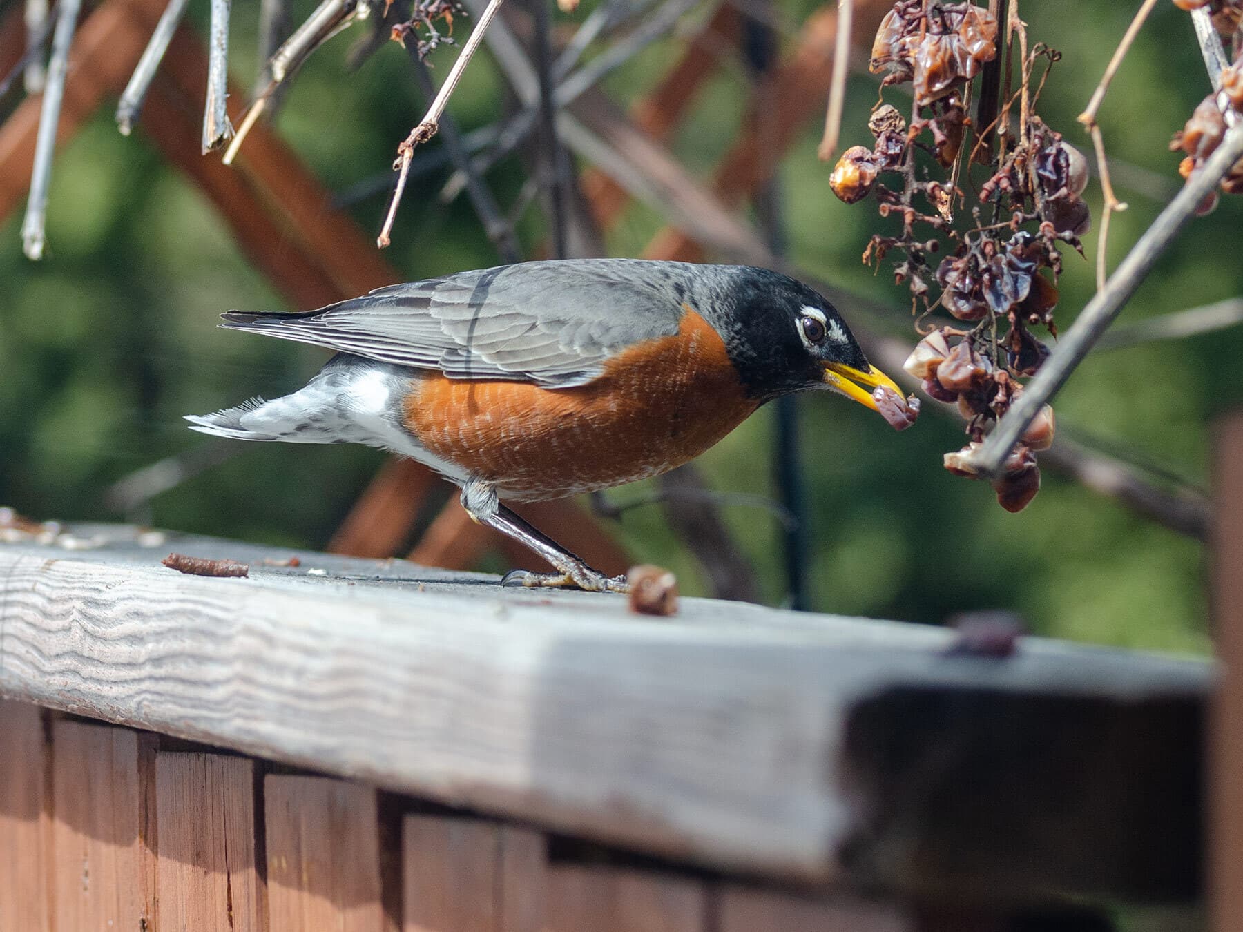 Robin eating grapes