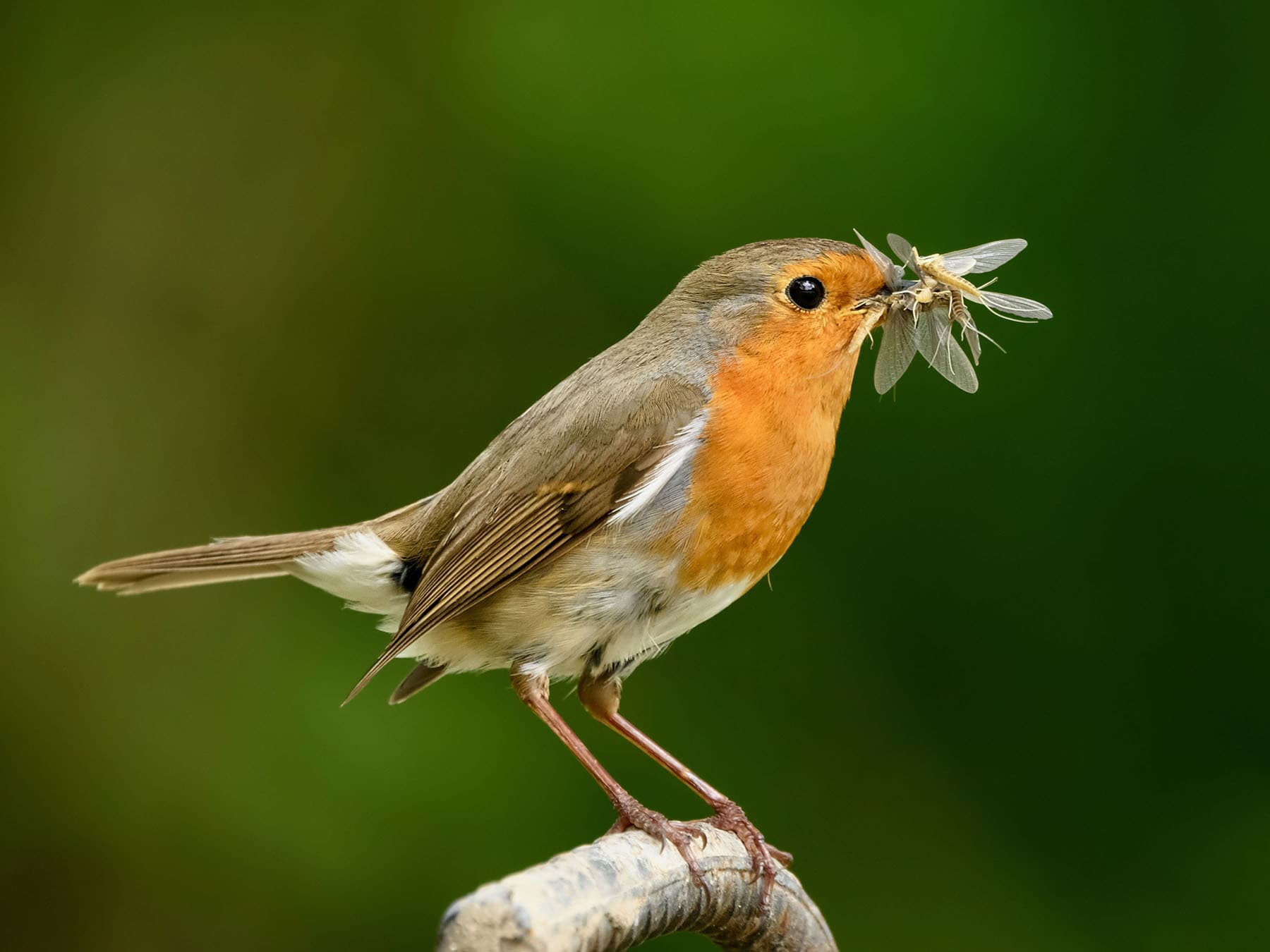 Robin with a beak full of Mayflies, ready to feed the hungry chicks in the nest