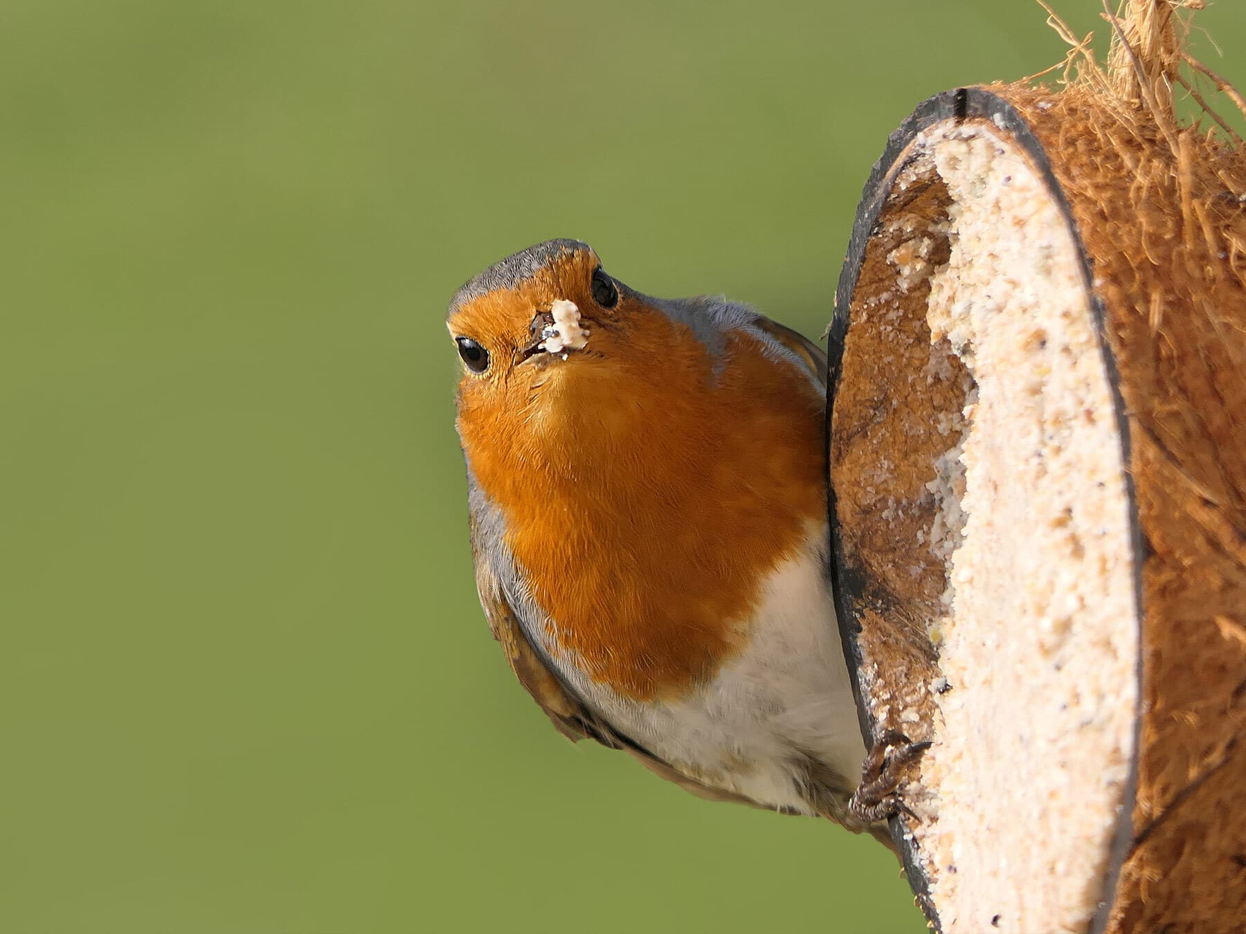 Robin eating suet