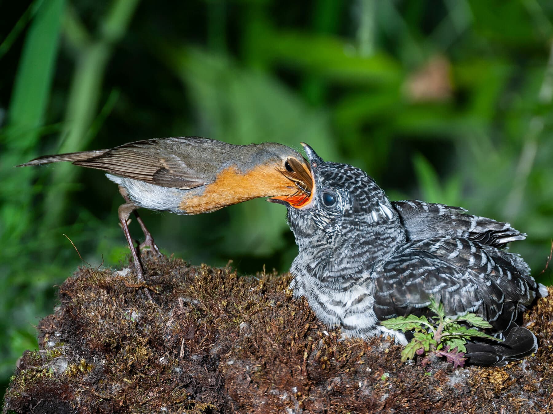 Robin feeding Cuckoo chick