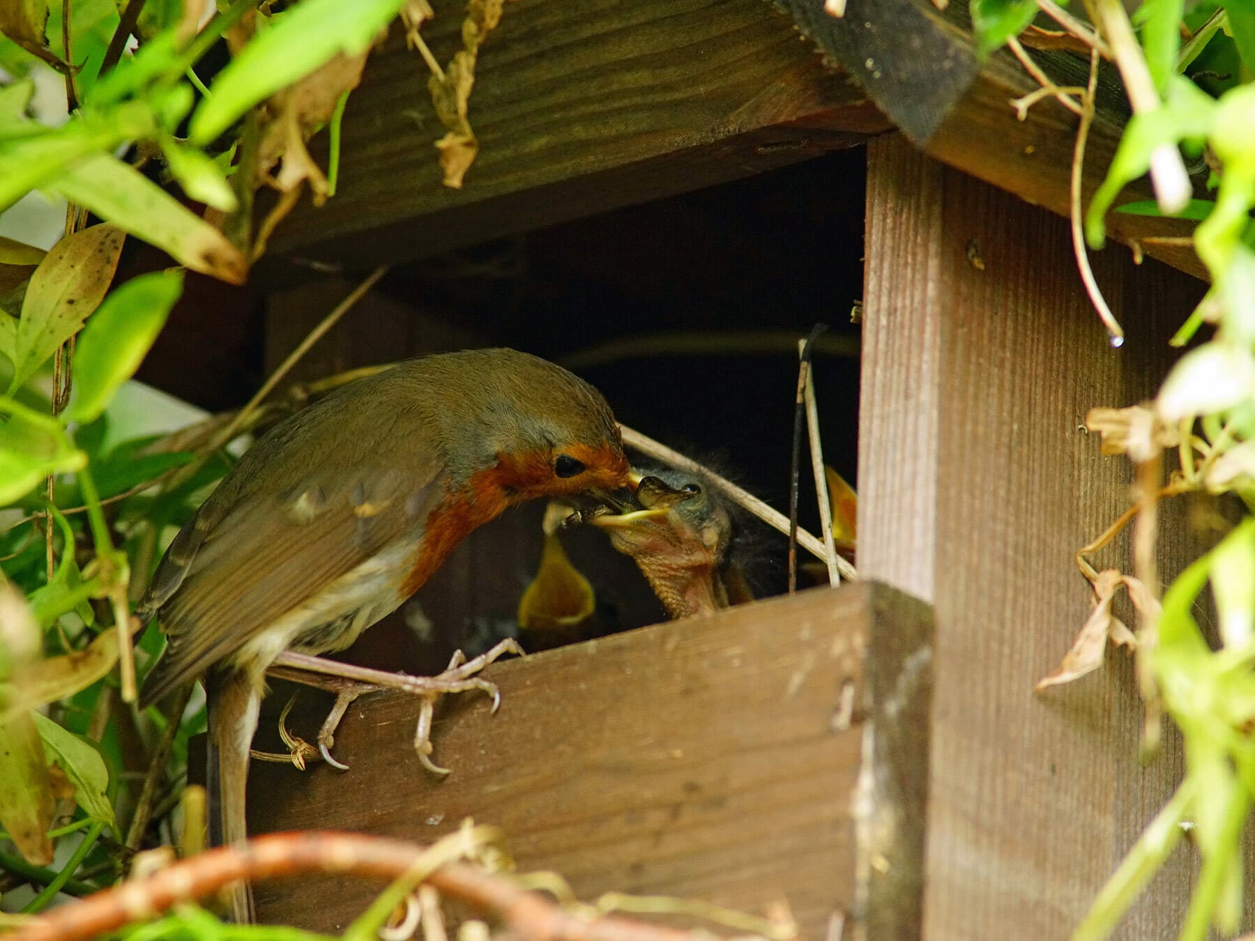Robin feeding young
