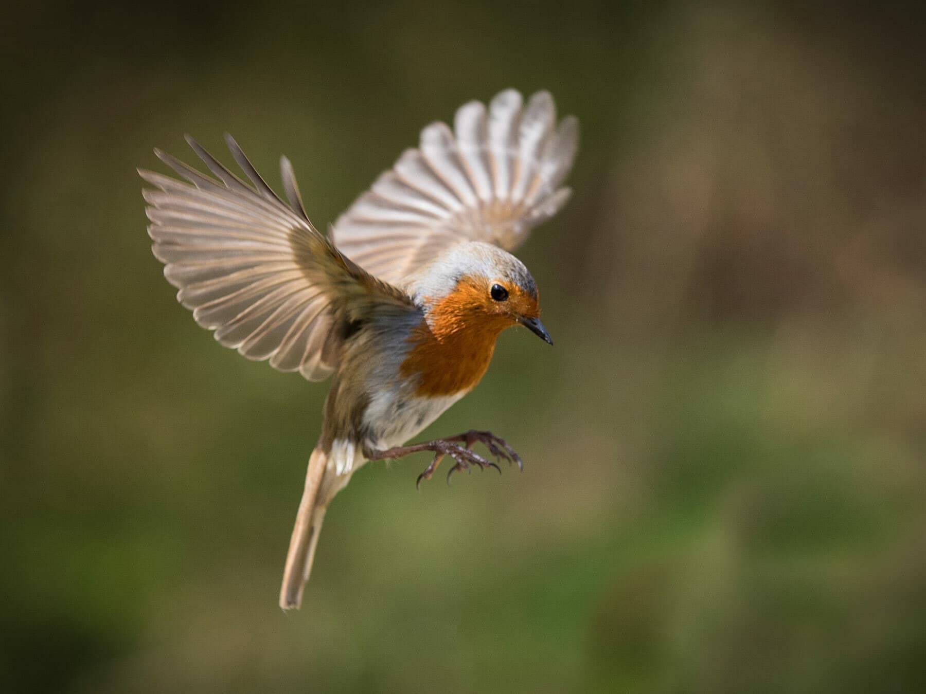 Close up of a Robin in flight
