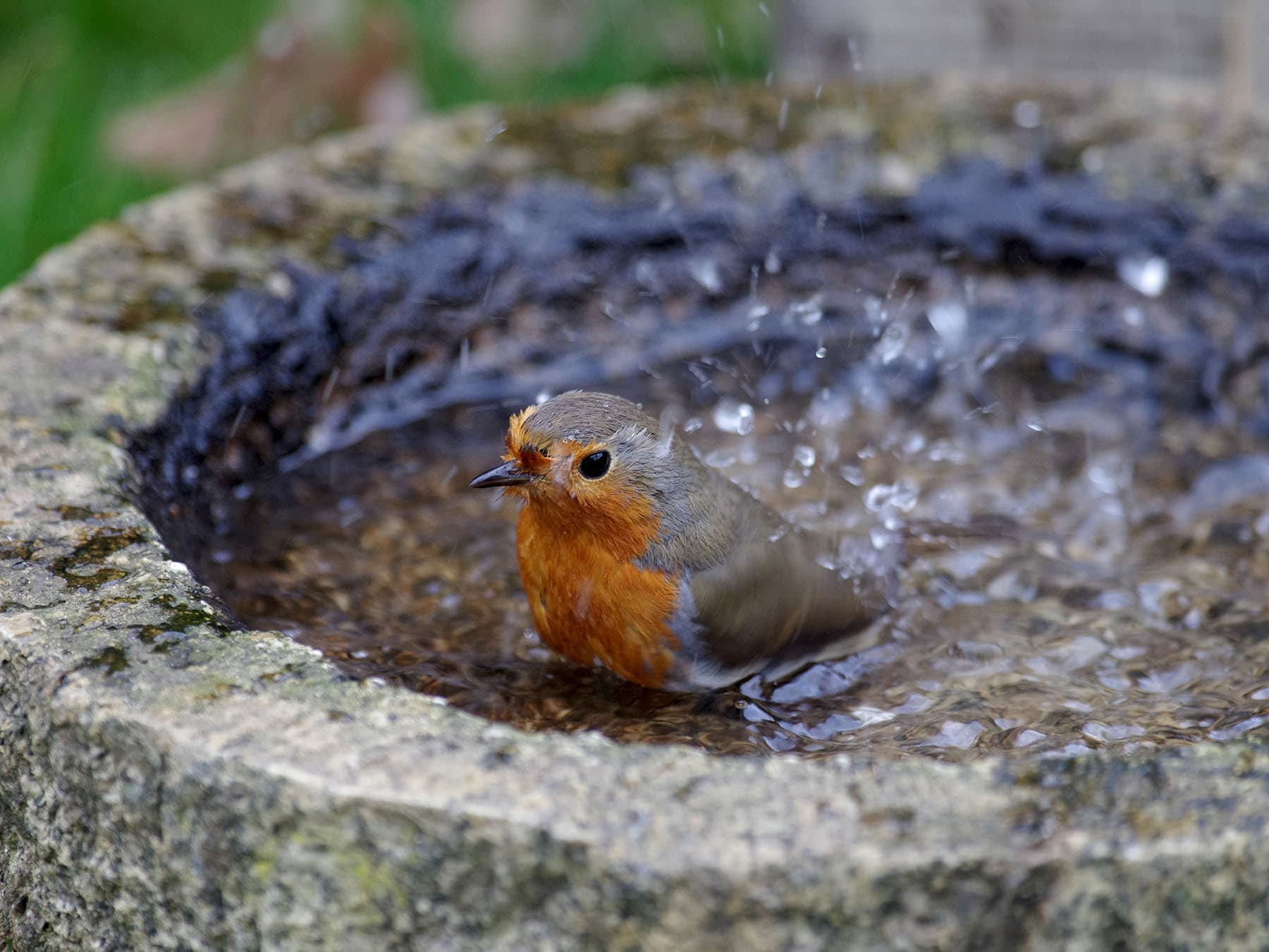 Robin taking a bath in a bird bath