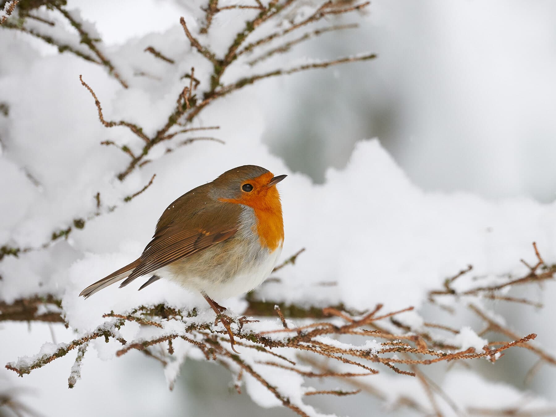 Robin in winter