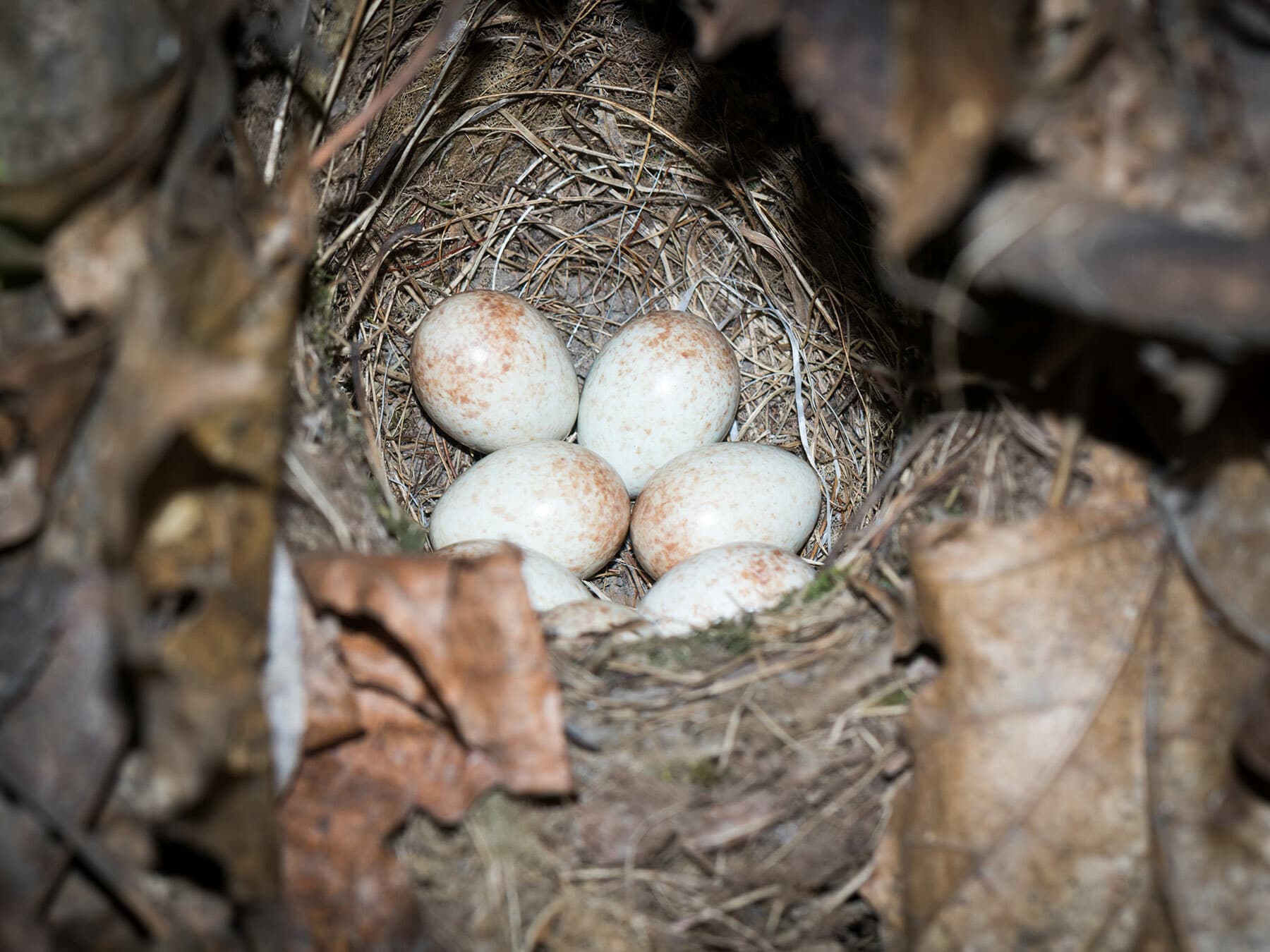 Close up of a Robins nest with unhatched eggs inside