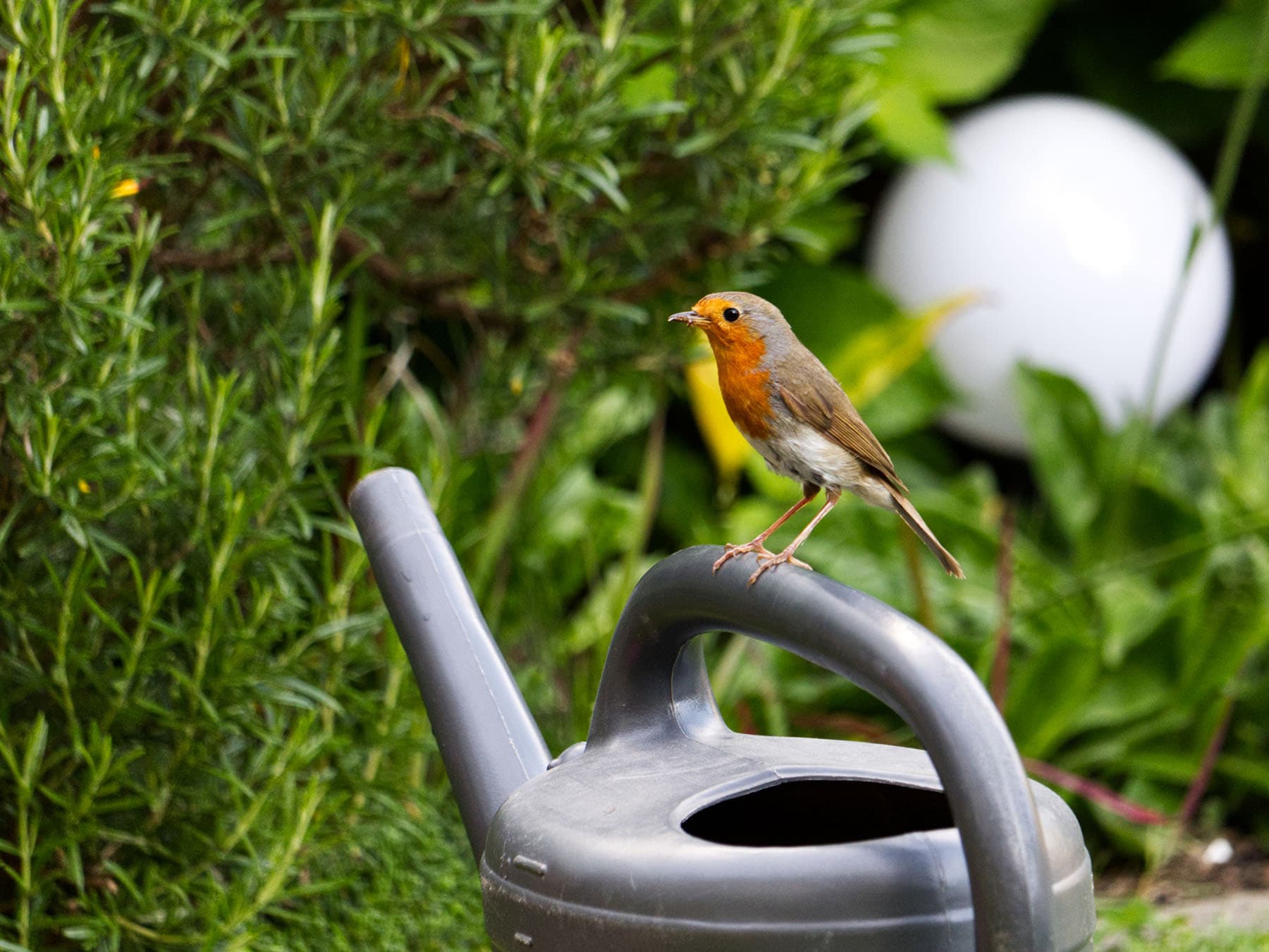 Familiar sight of a Robin in a garden, perched on a watering can