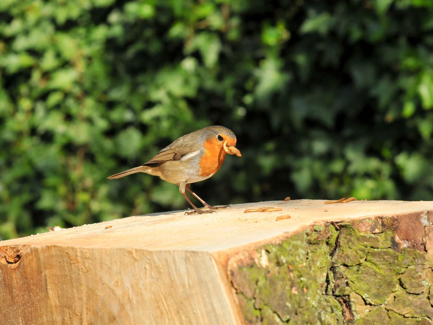 Robin Redbreasts are extremely fond of mealworms