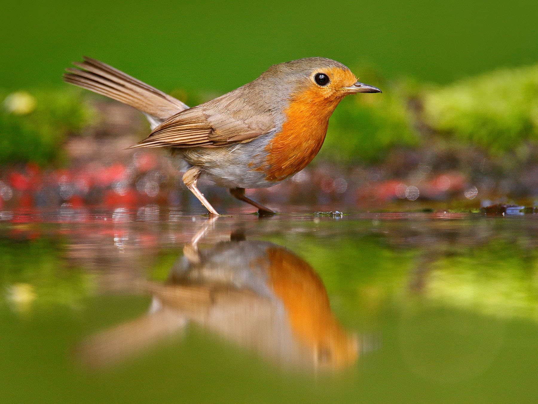 Robin taking a drink of water