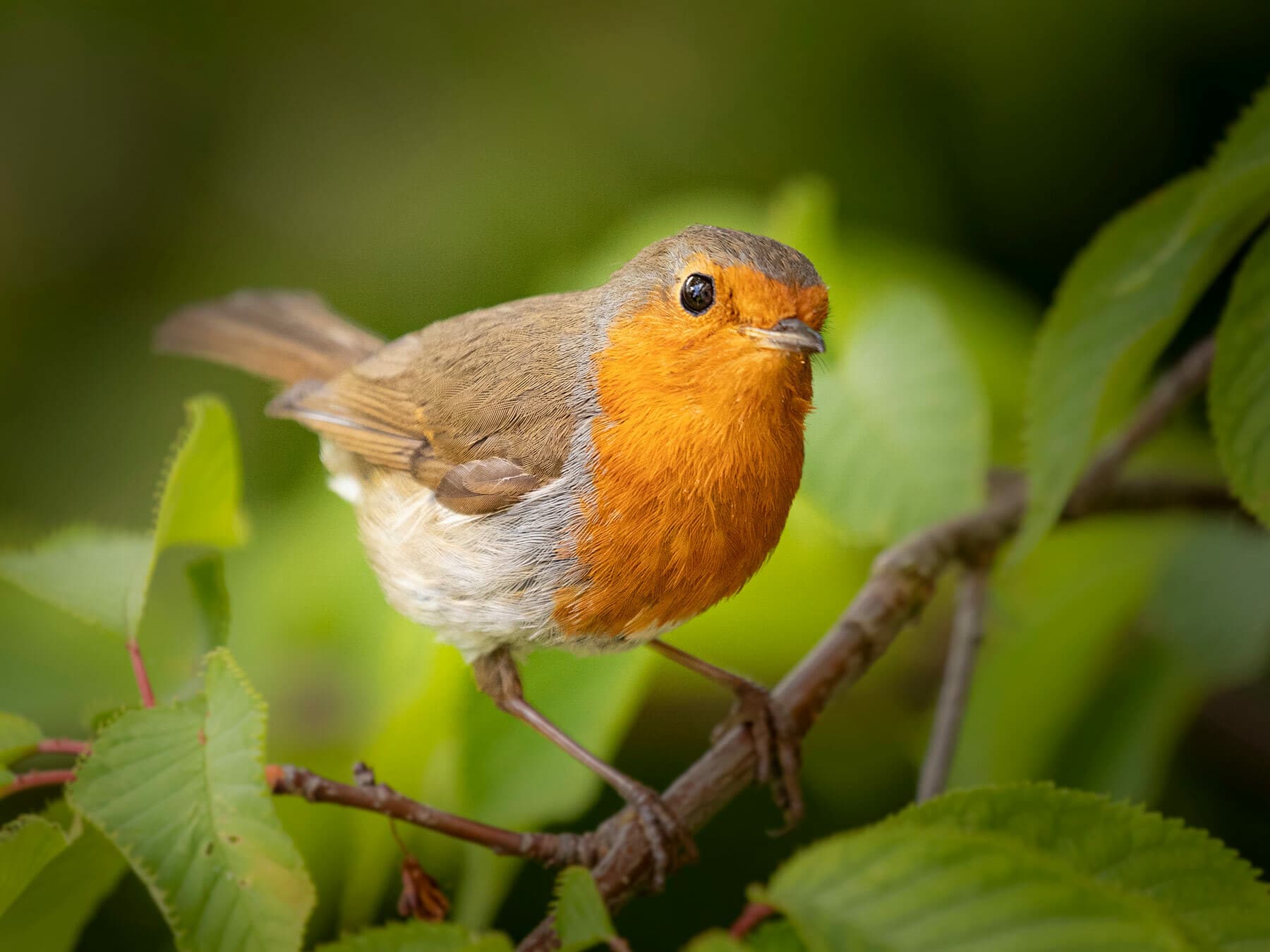 Close up of a perched Robin