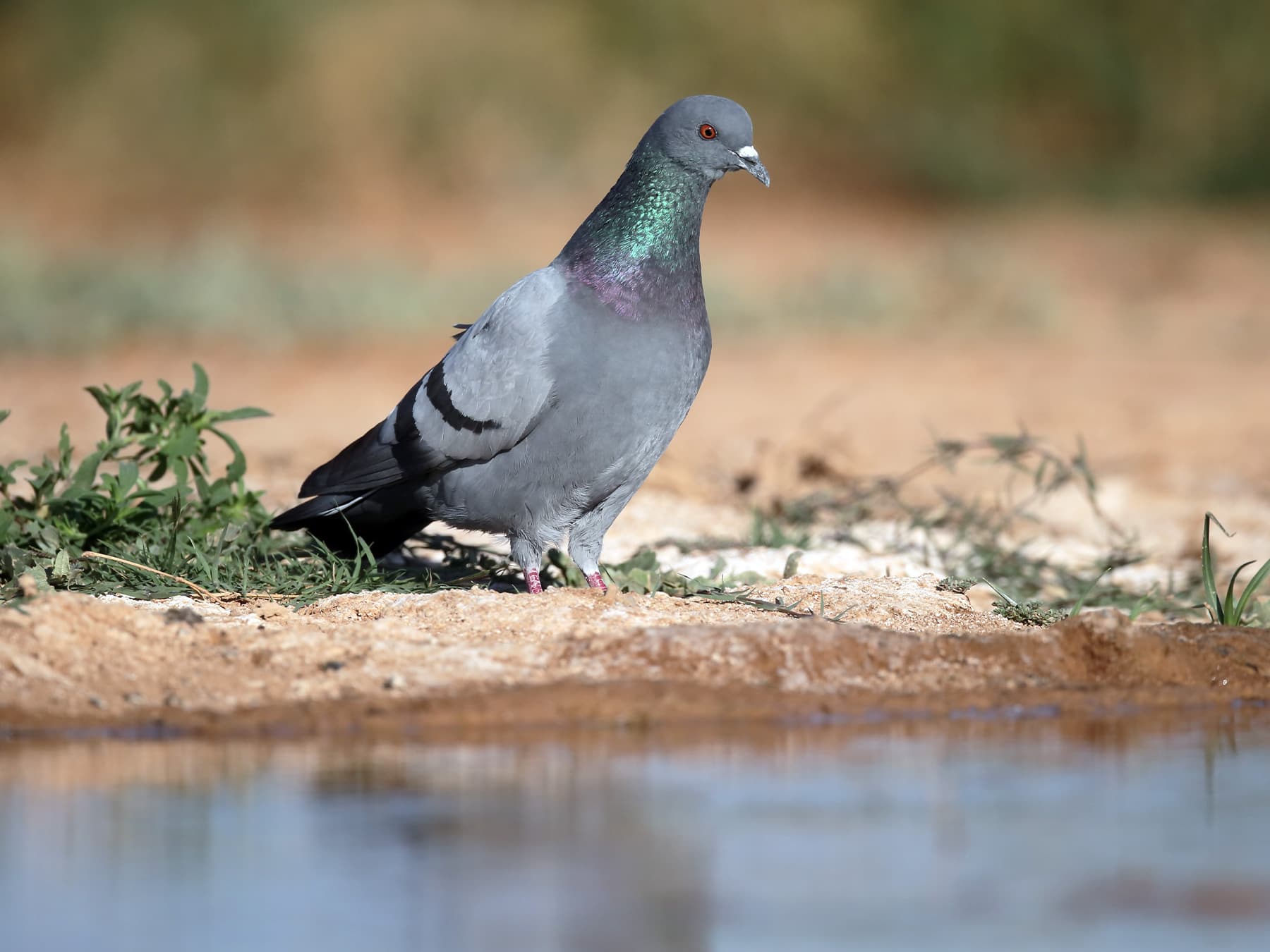 Rock Dove standing by the edge of the water
