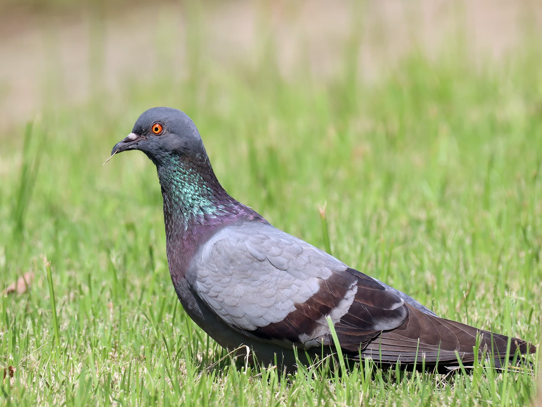 Rock dove feeding on grass