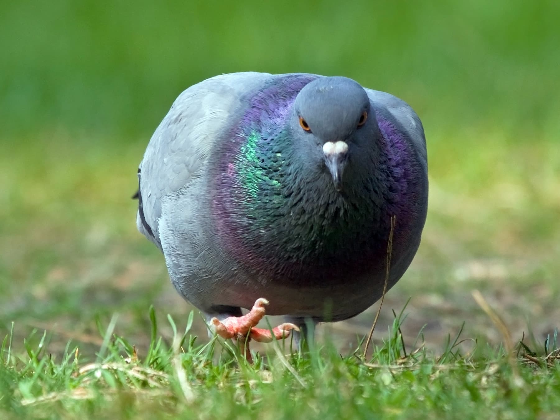 Rock Dove foraging in grassland