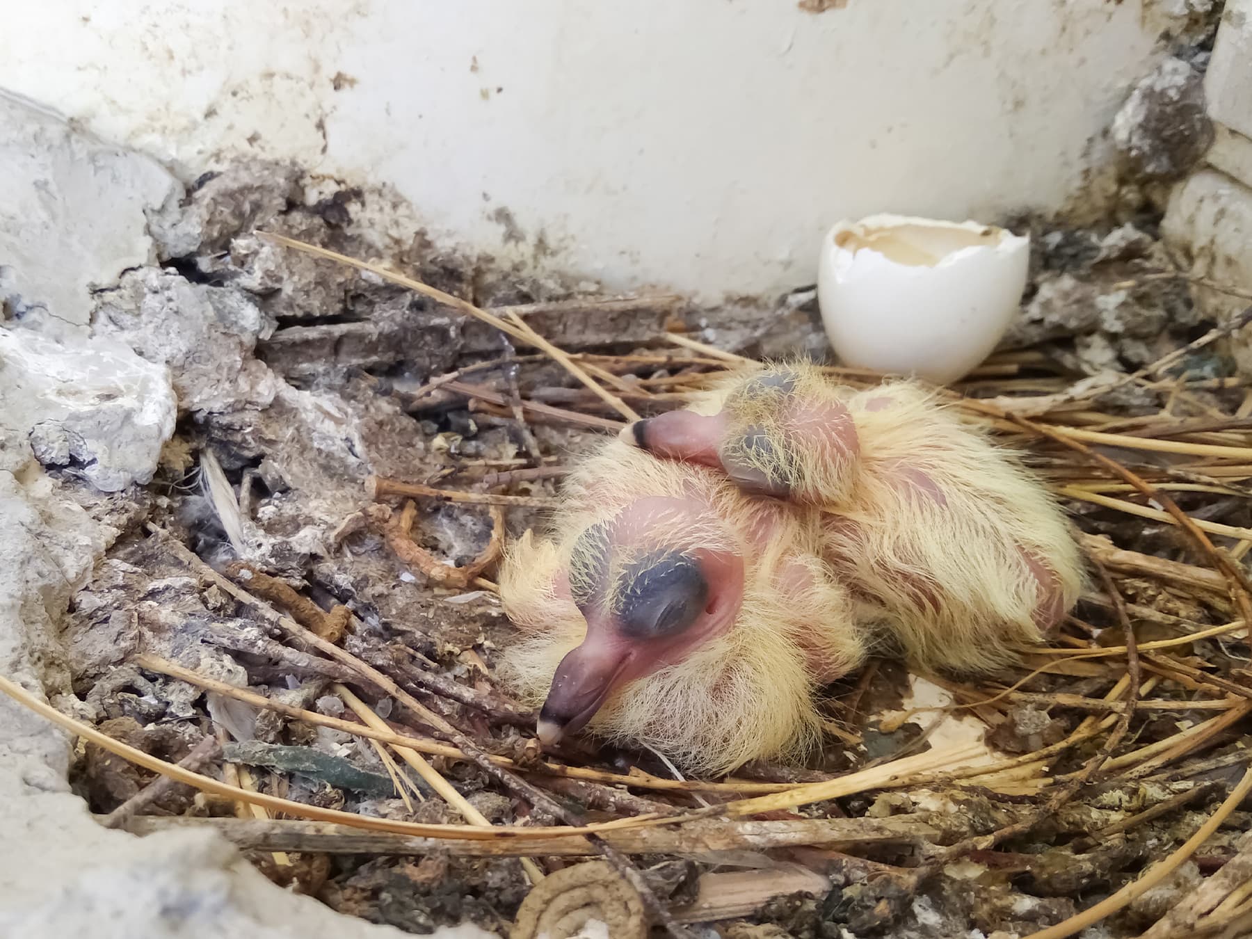 Rock Dove hatchlings in their nest