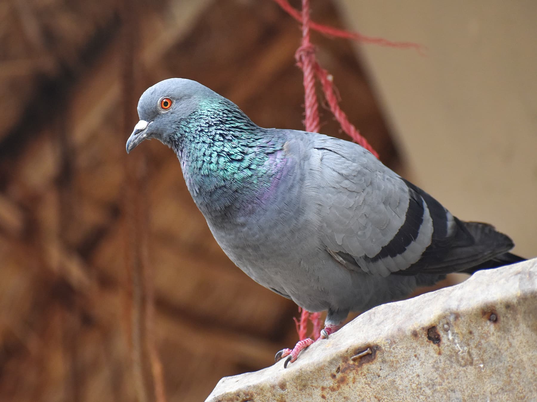 Rock Dove perching on the edge of a shed