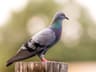 Rock Dove