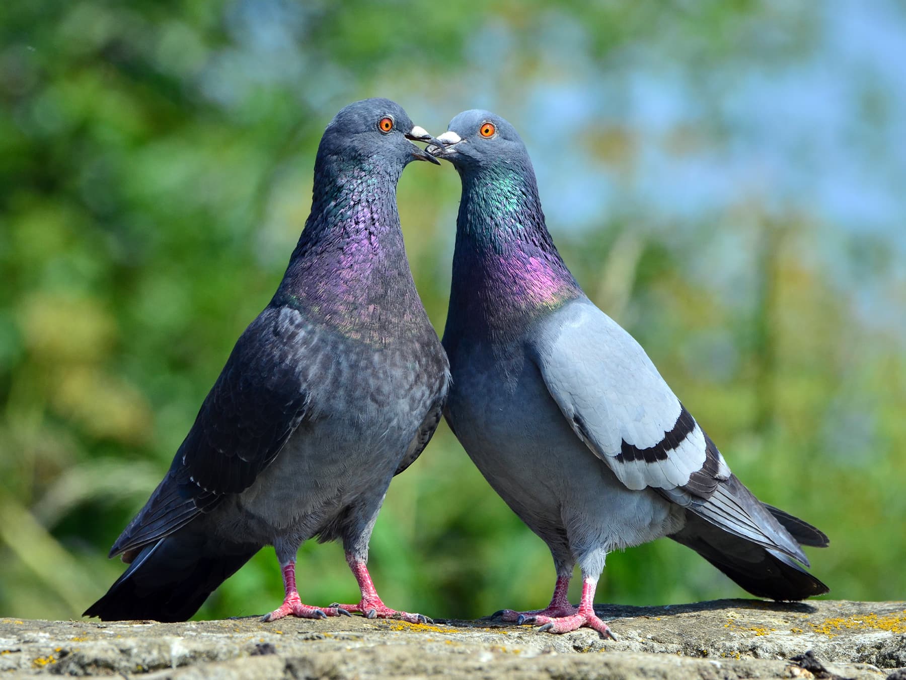Pair of Rock Doves standing together on the top of a wall