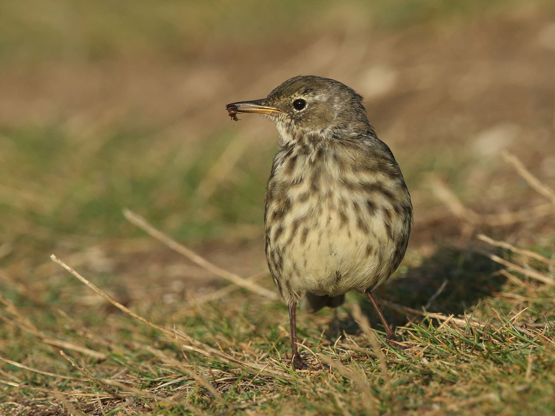 Rock Pipit with an insect in its beak