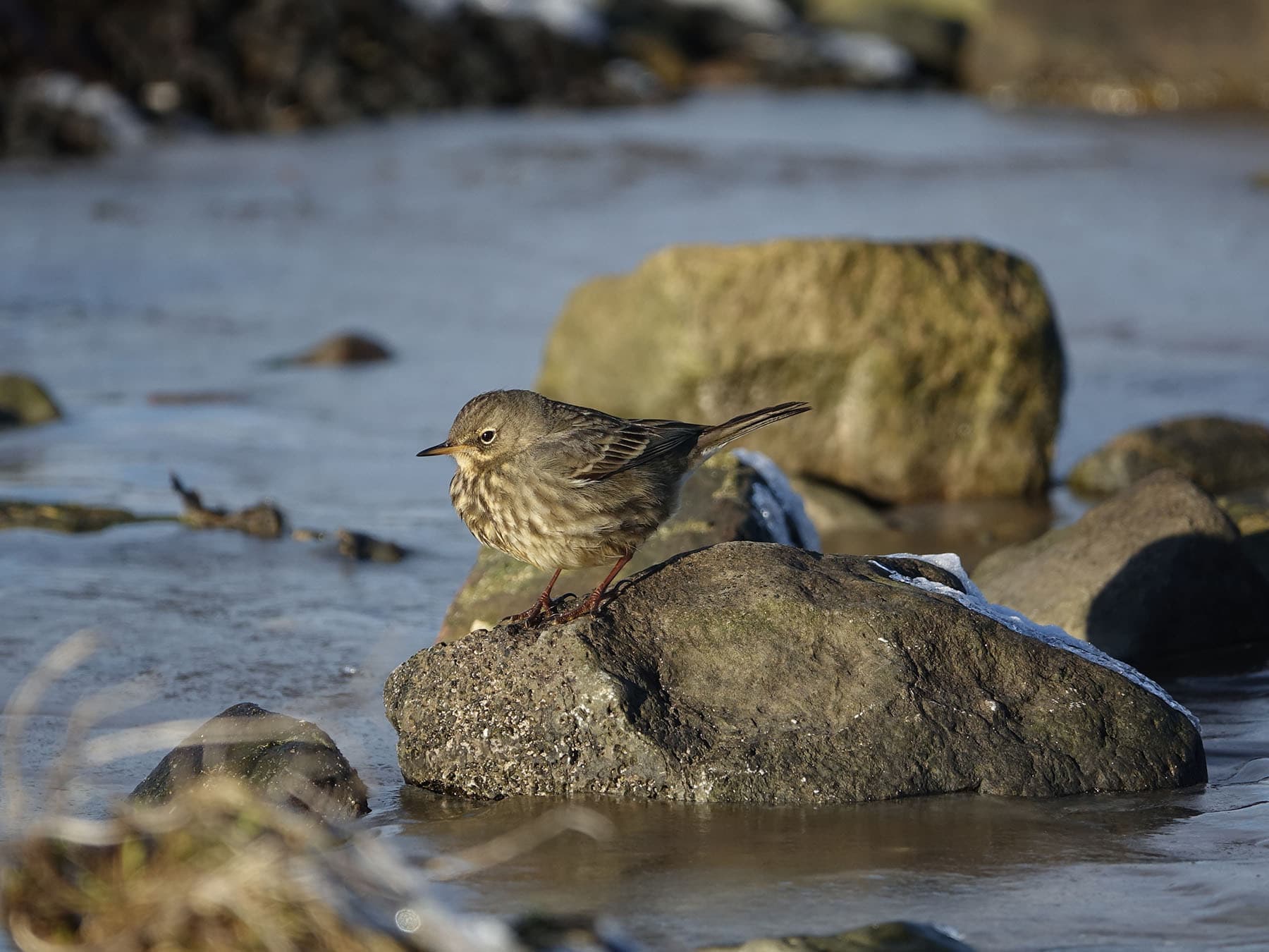 Rock Pipit in its natural rocky coastal habitat