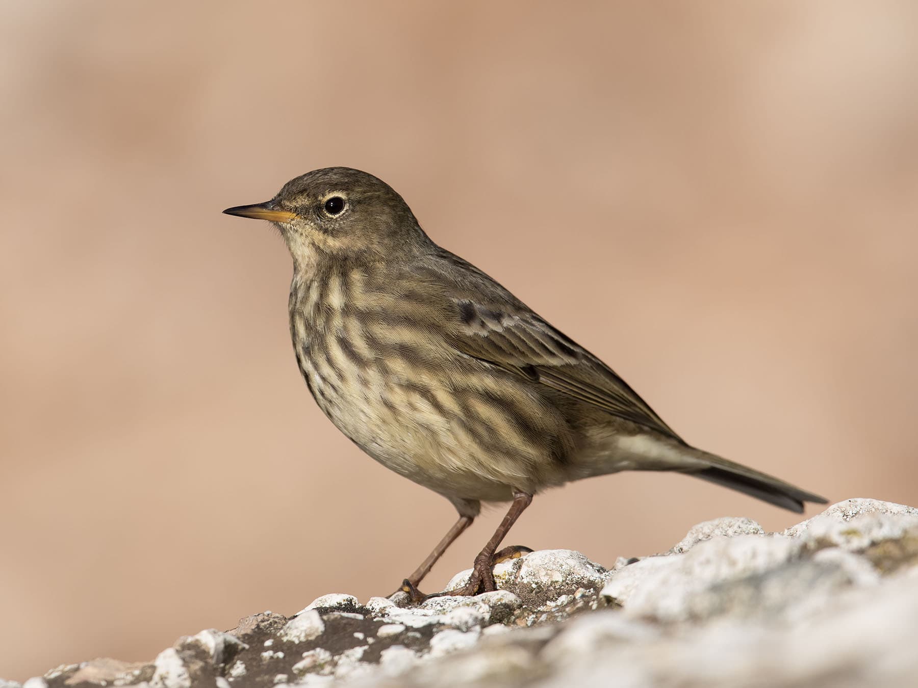 Close up of a Rock Pipit