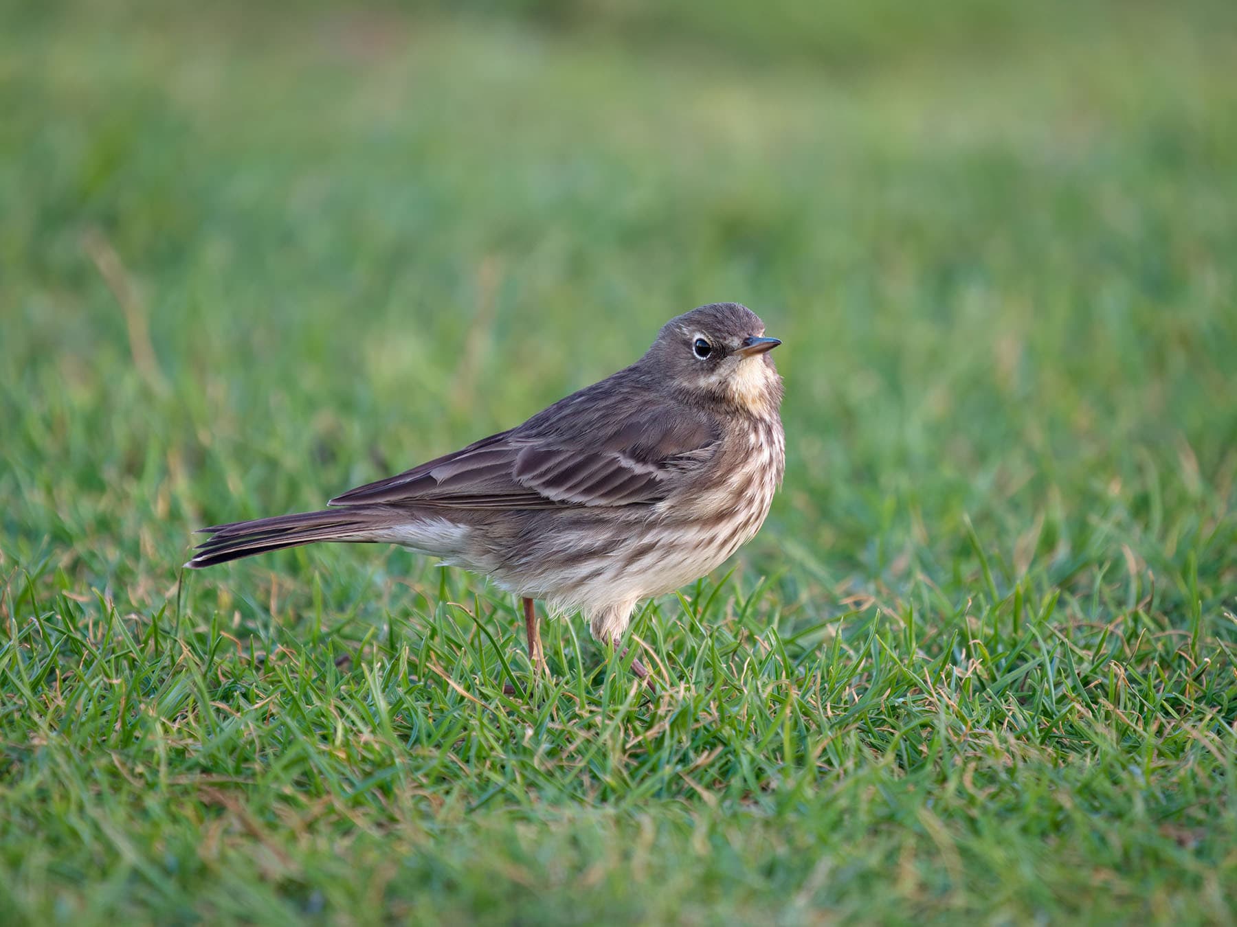 Rock Pipit foraging for food on the grass