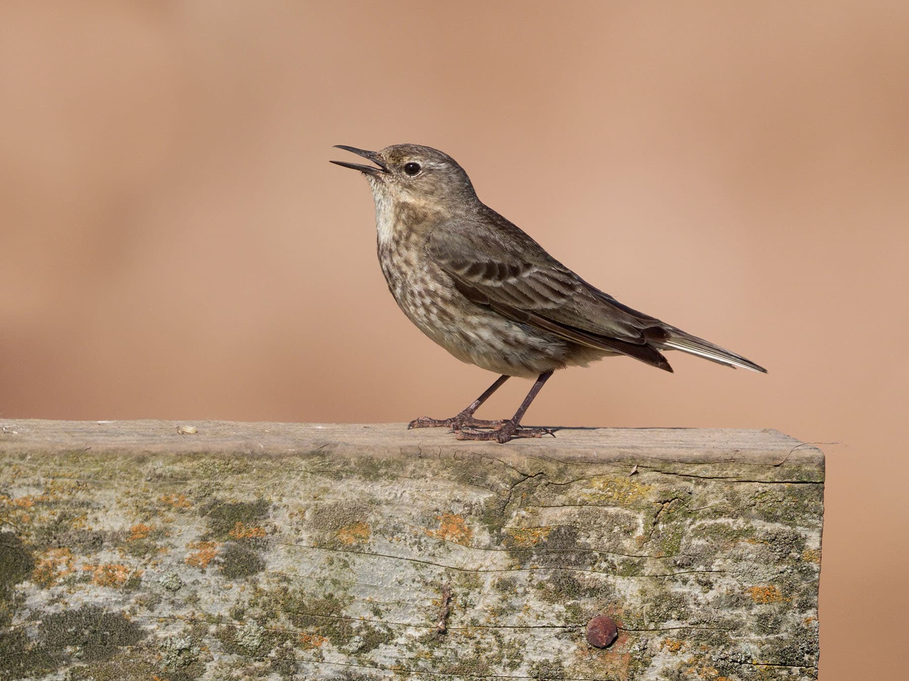 Rock Pipit singing whilst perched on a fence