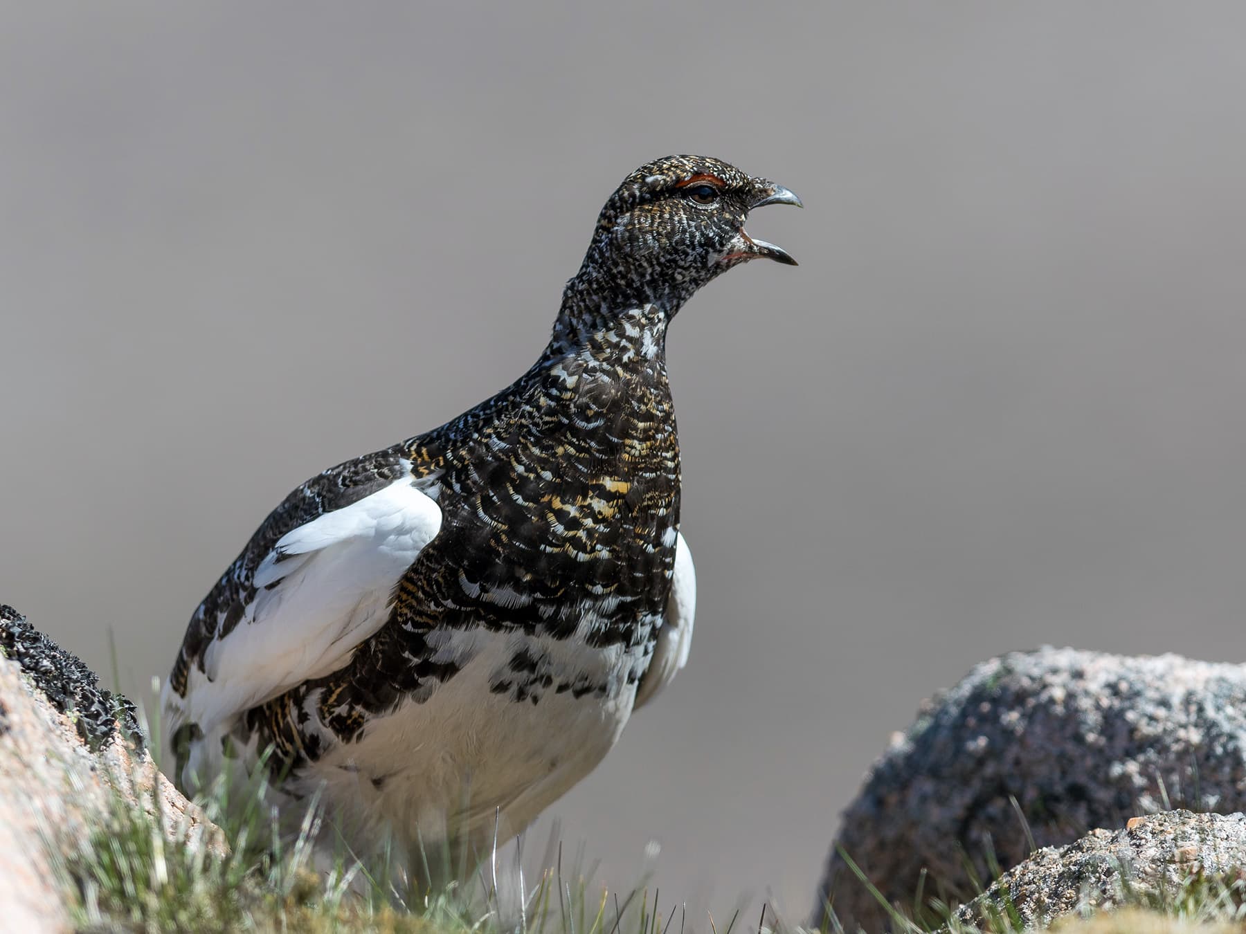 Rock Ptarmigan calling during the breeding season