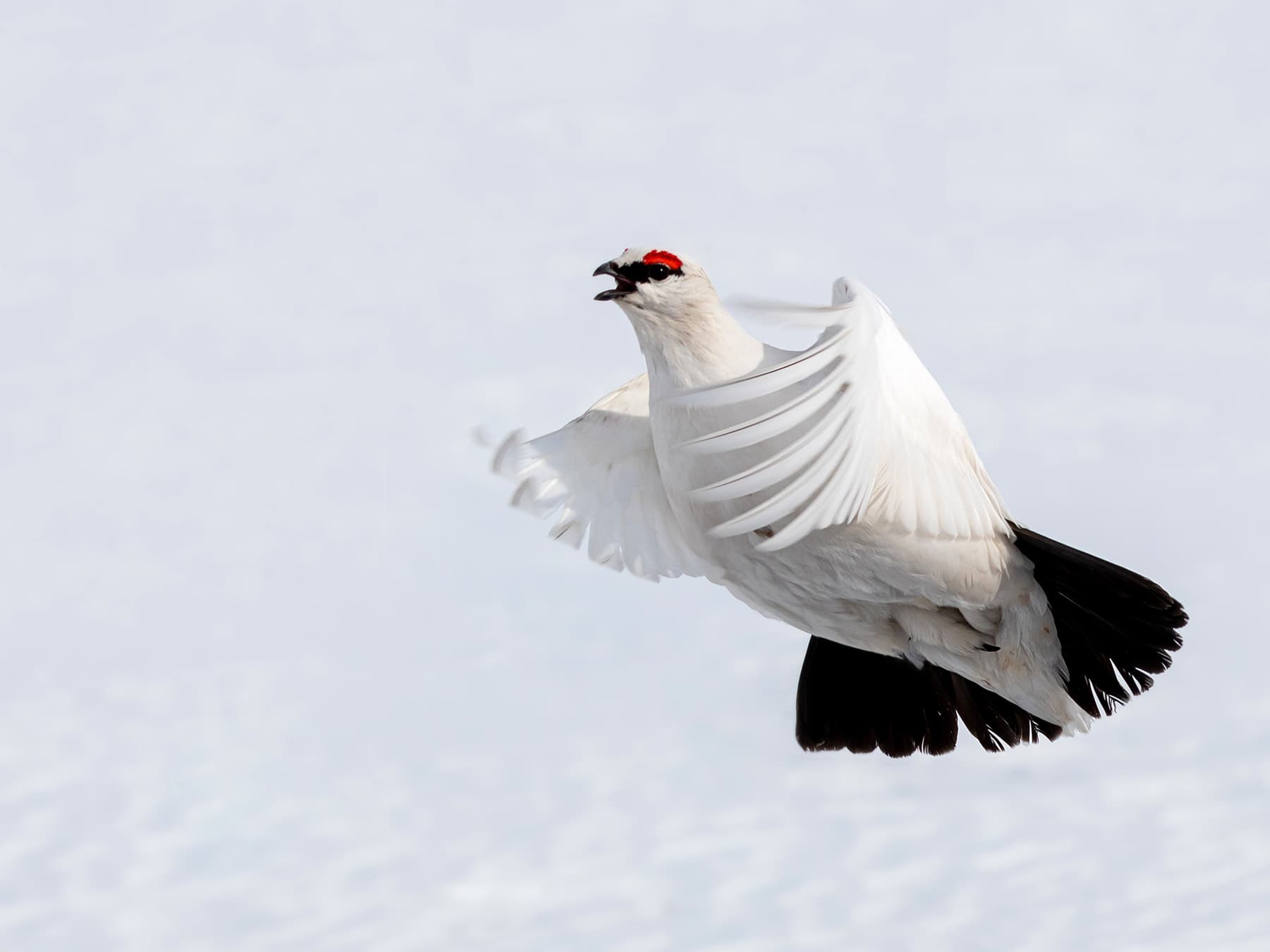 Rock Ptarmigan in-flight over the snow-covered mountains