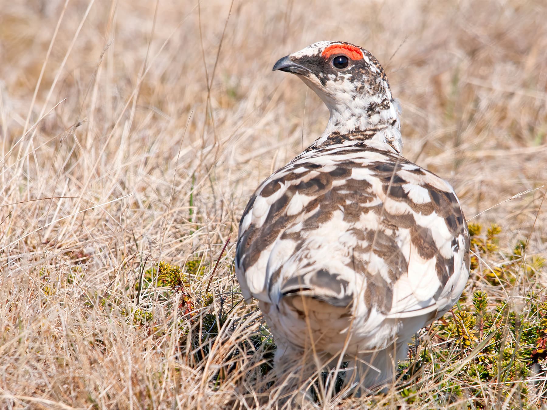 Rock Ptarmigan in natural habitat