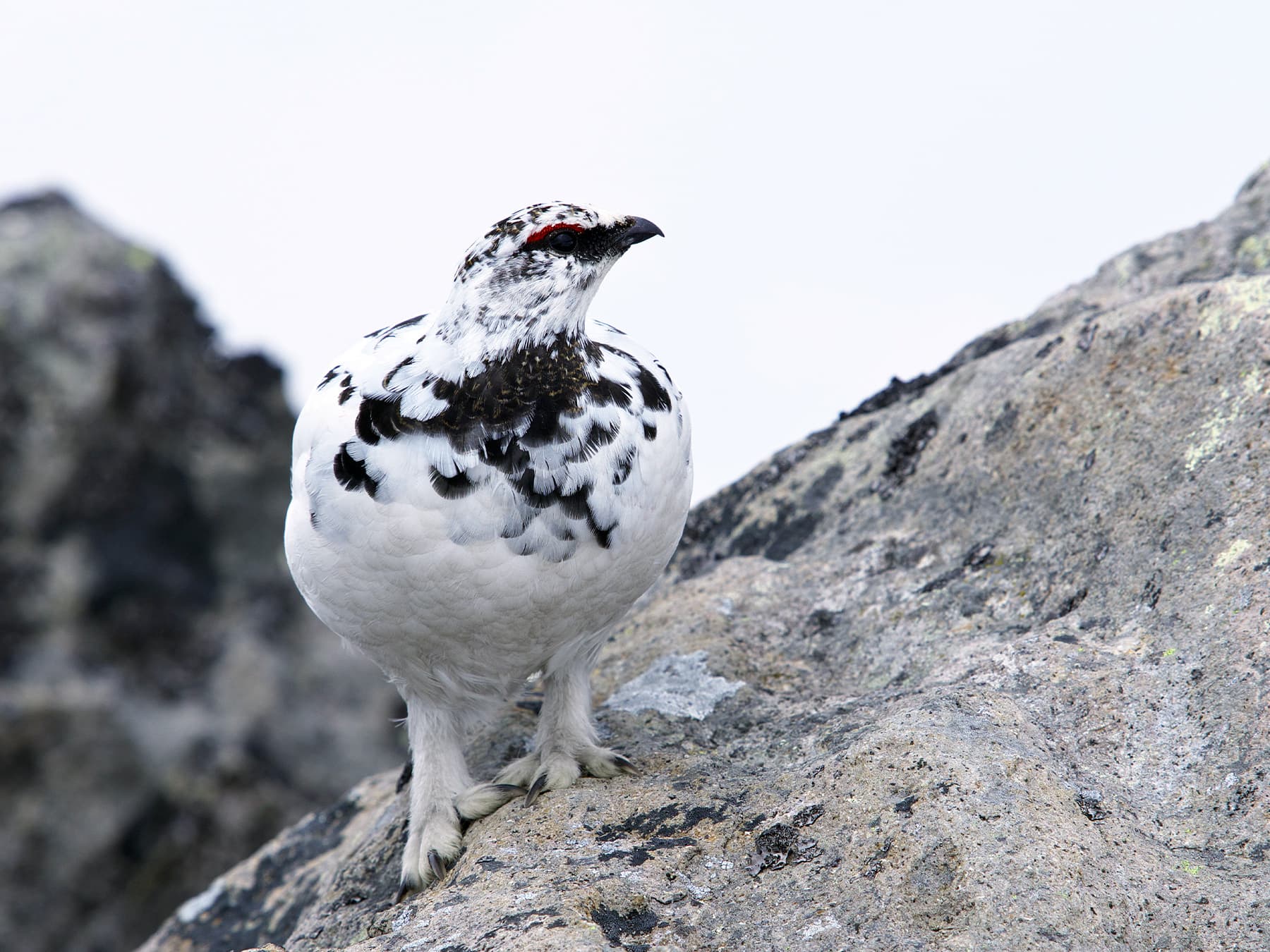 Rock Ptarmigan walking on the rocky mountain