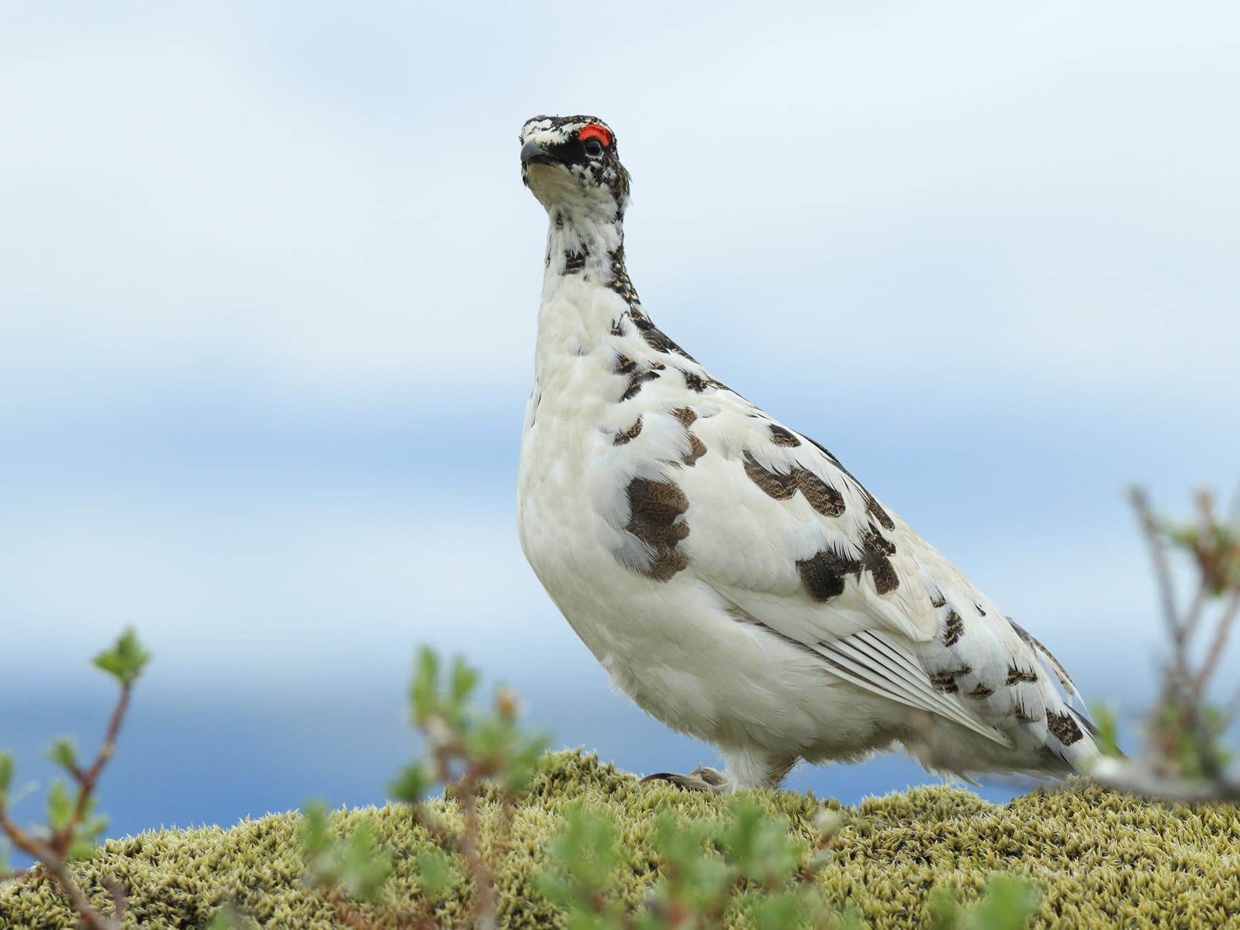 Rock Ptarmigan standing in the sparsely vegetated tundra
