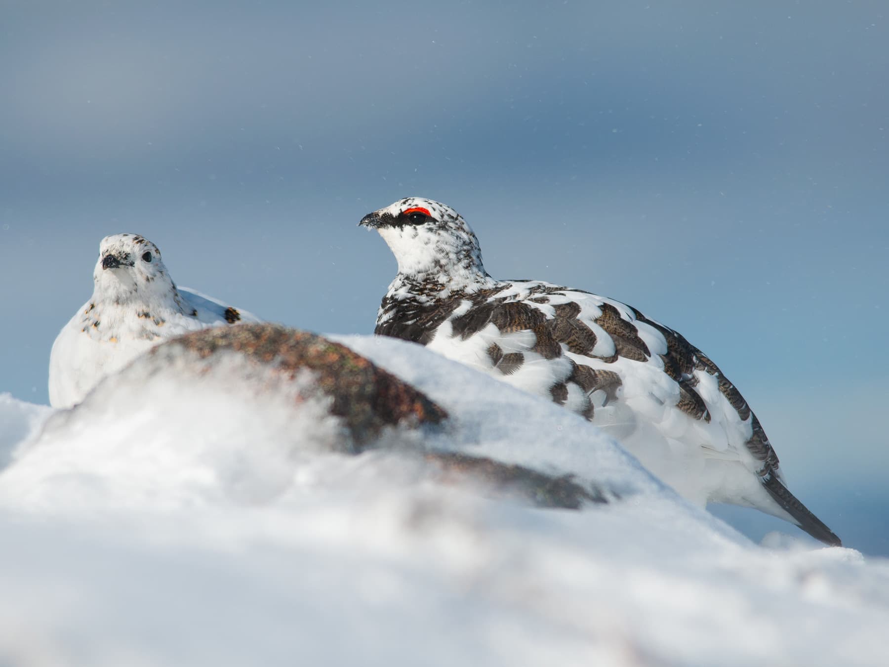 Pair of Rock Ptarmigans in the snowy mountains