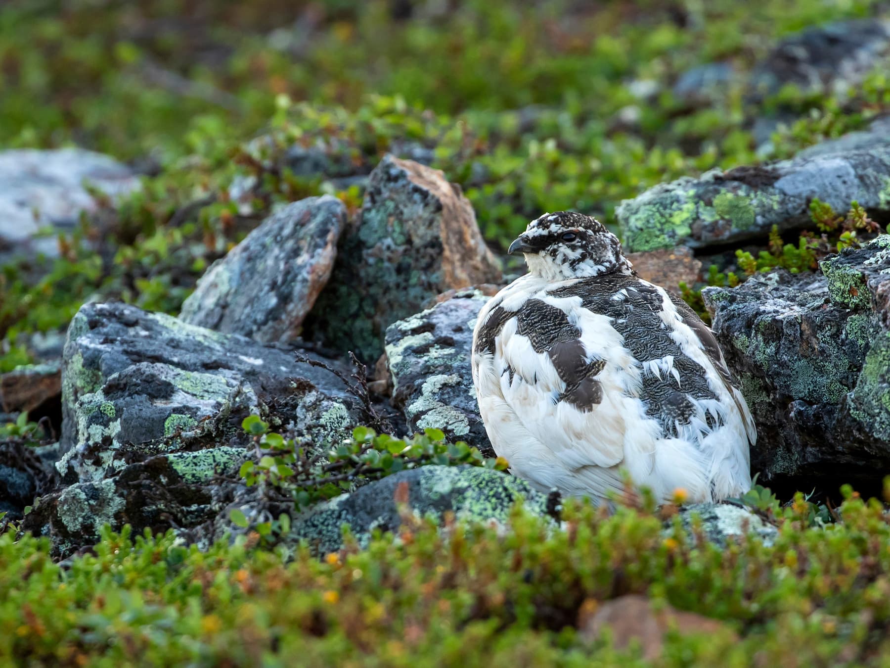 Rock Ptarmigan resting between the rocks