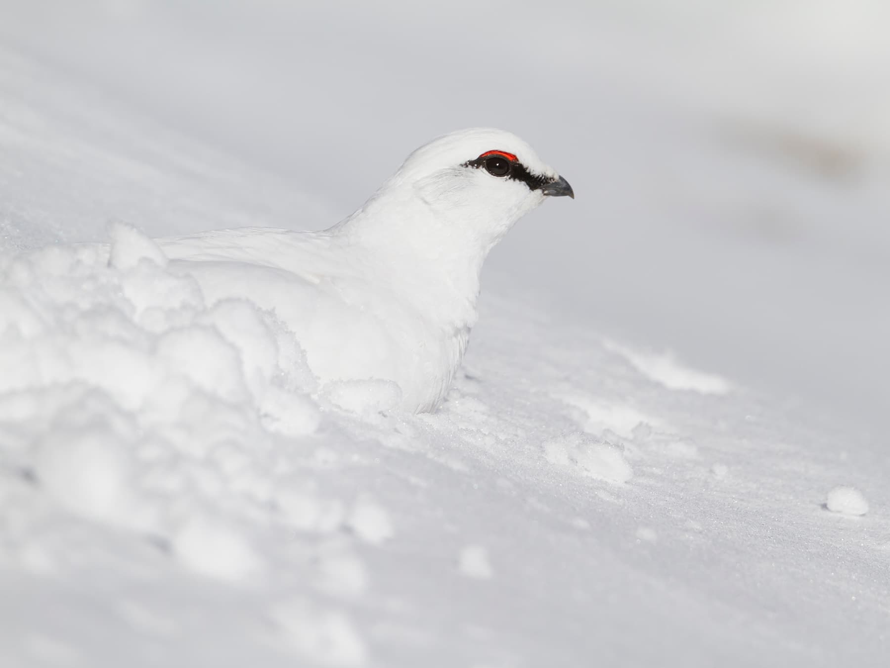 Rock Ptarmigan resting in a snow cave