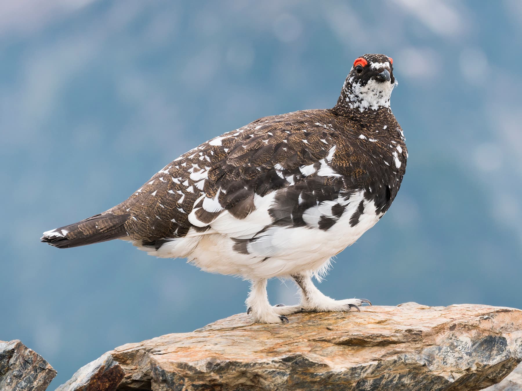 Rock Ptarmigan in summer plumage