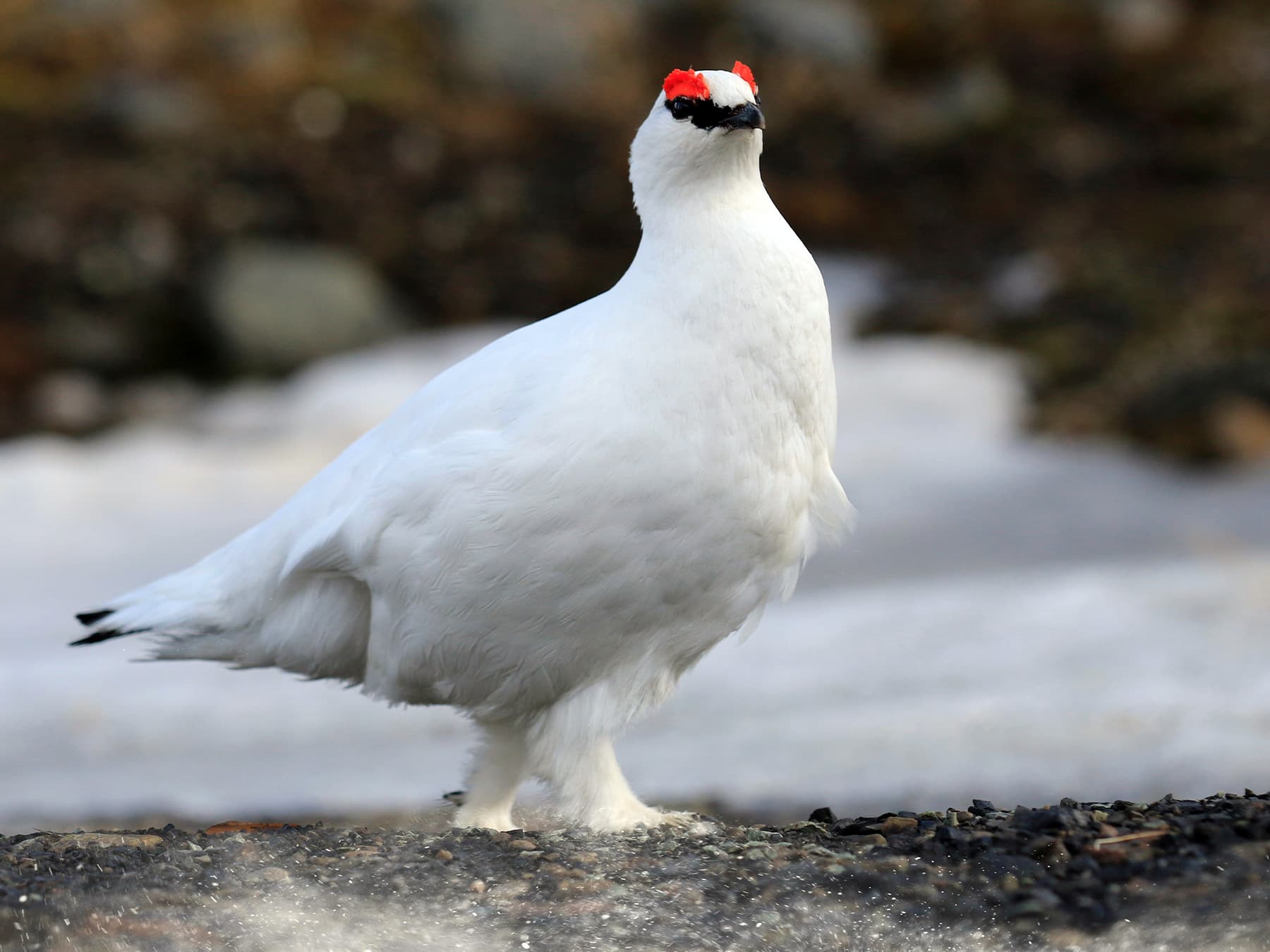 Rock Ptarmigan in winter plumage