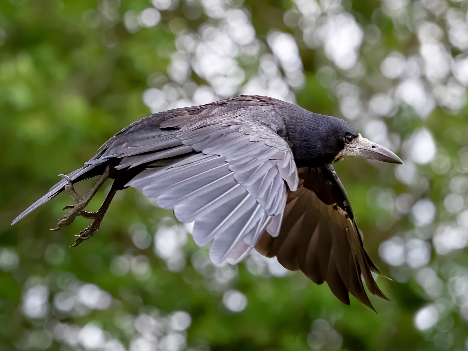 Rook in-flight in natural habitat