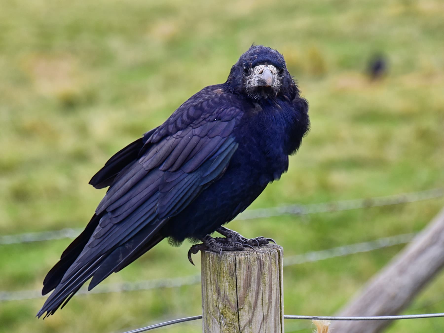 Rook resting on a wooden fence post