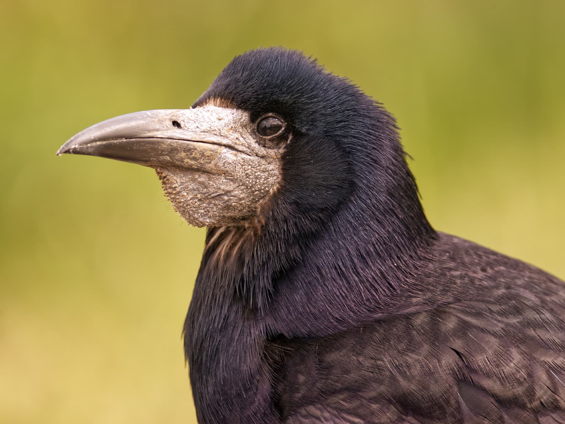Rook portrait showing food pouch