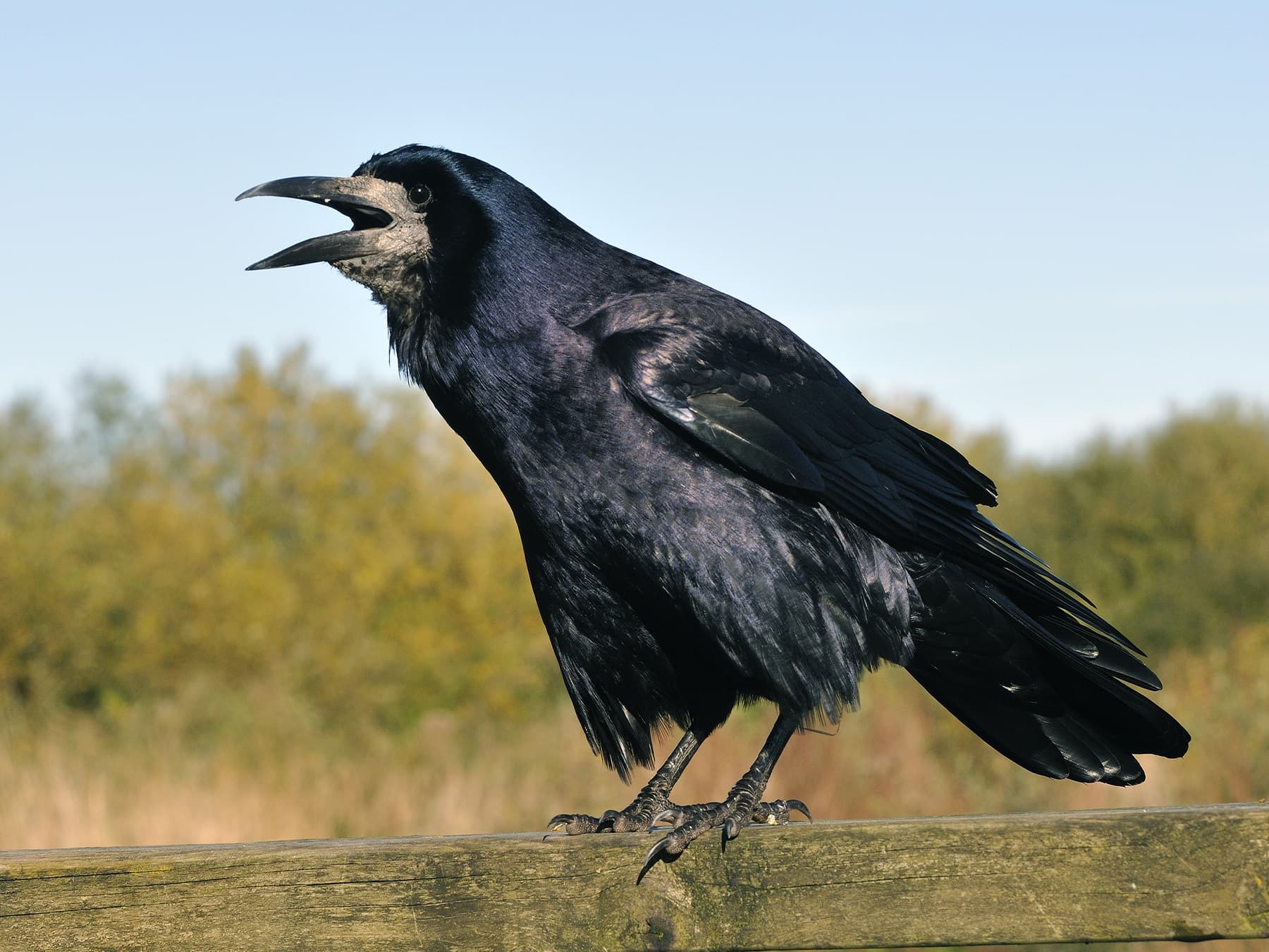 Rook standing on a fence 'cawing' in the open countryside
