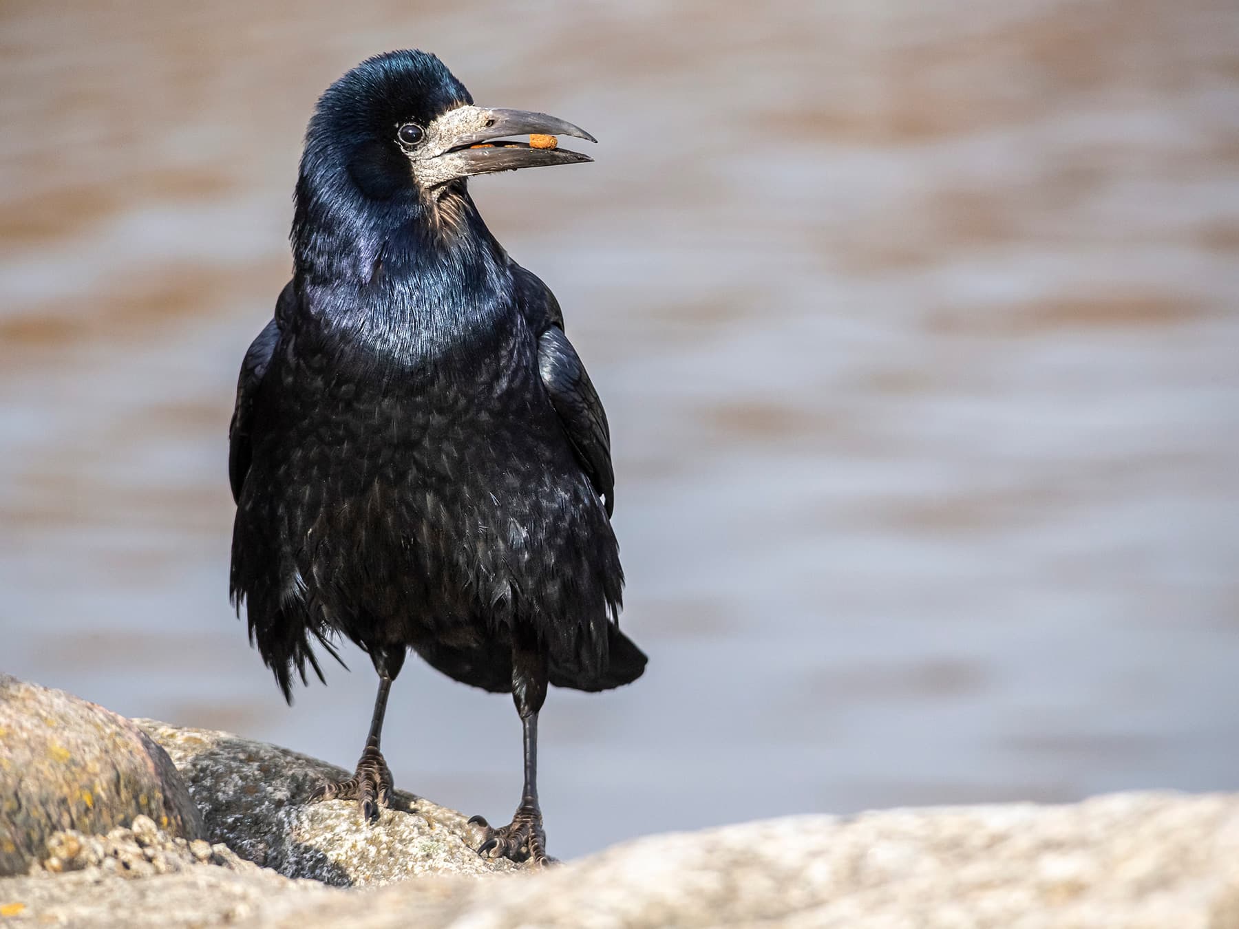 Rook standing on the rocks by a river