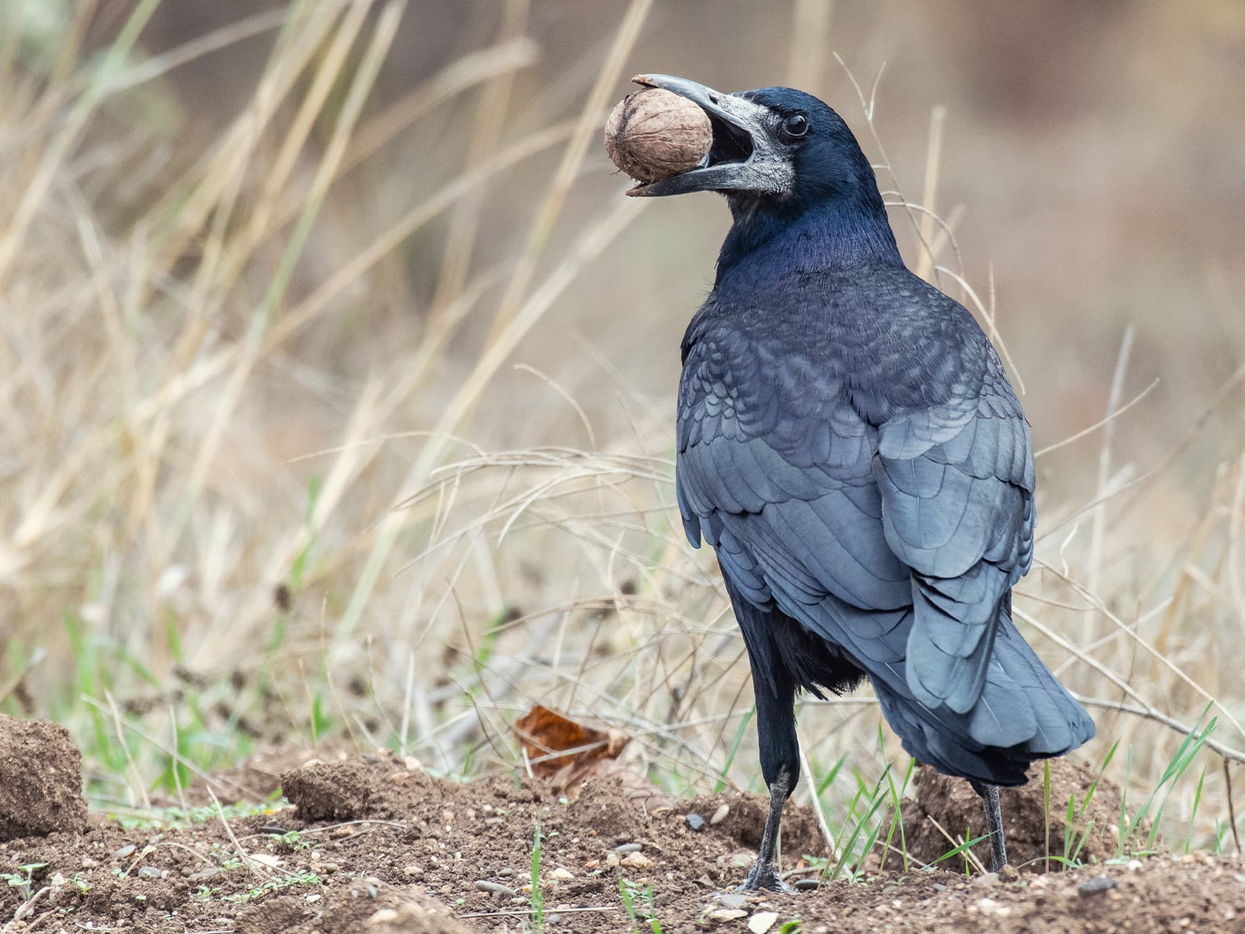 Rook in its natural habitat with a walnut in its beak