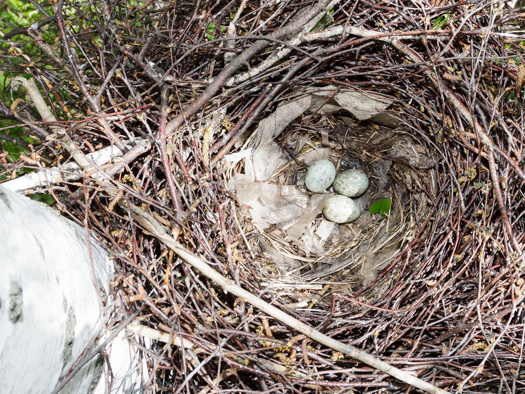 A nest of a Rock with three eggs
